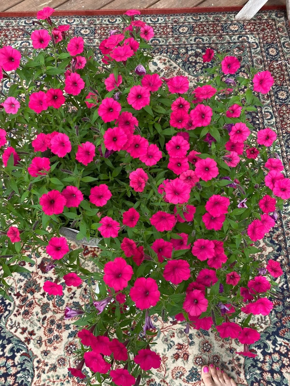 Just have to share these beautiful blooms. The source of all inspiration&hellip; Mother Nature.