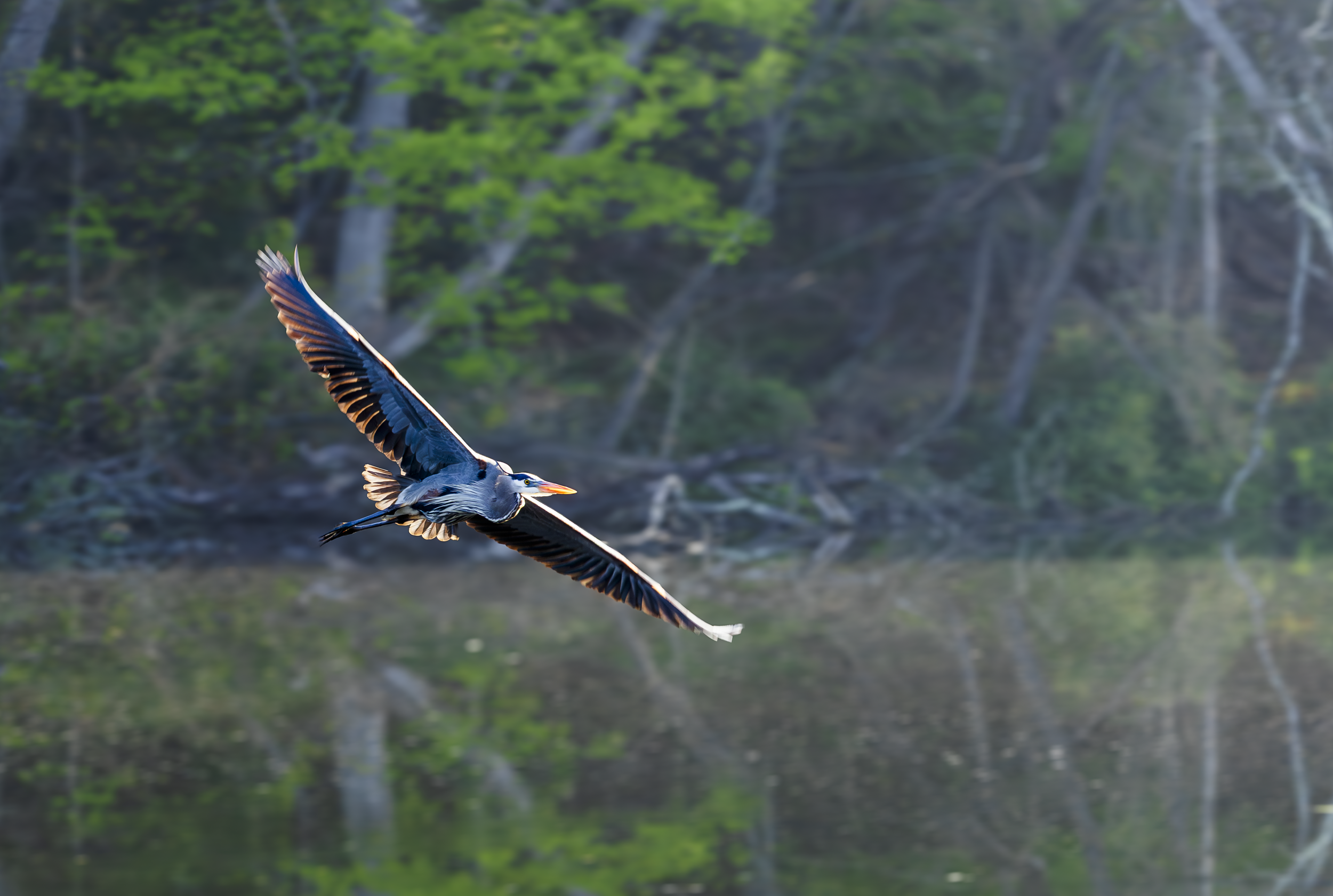 Great Blue Heron

Canon R7  + RF 100-400mm
123mm 1/200s @ f7.1 ISO 640

4.23.2026