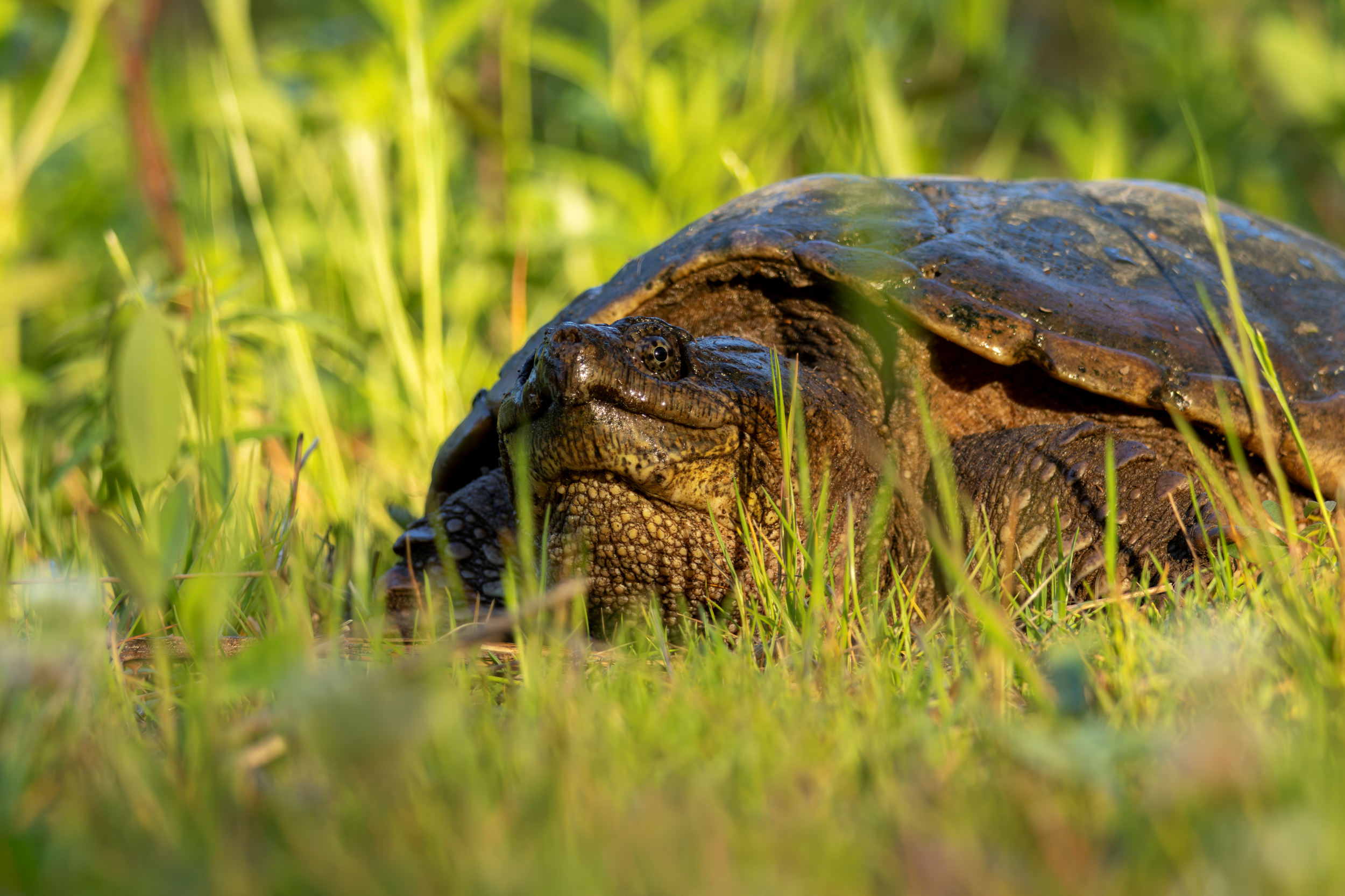 Snapping Turtle
Canon R7  + RF 100-400mm

5.20.2026