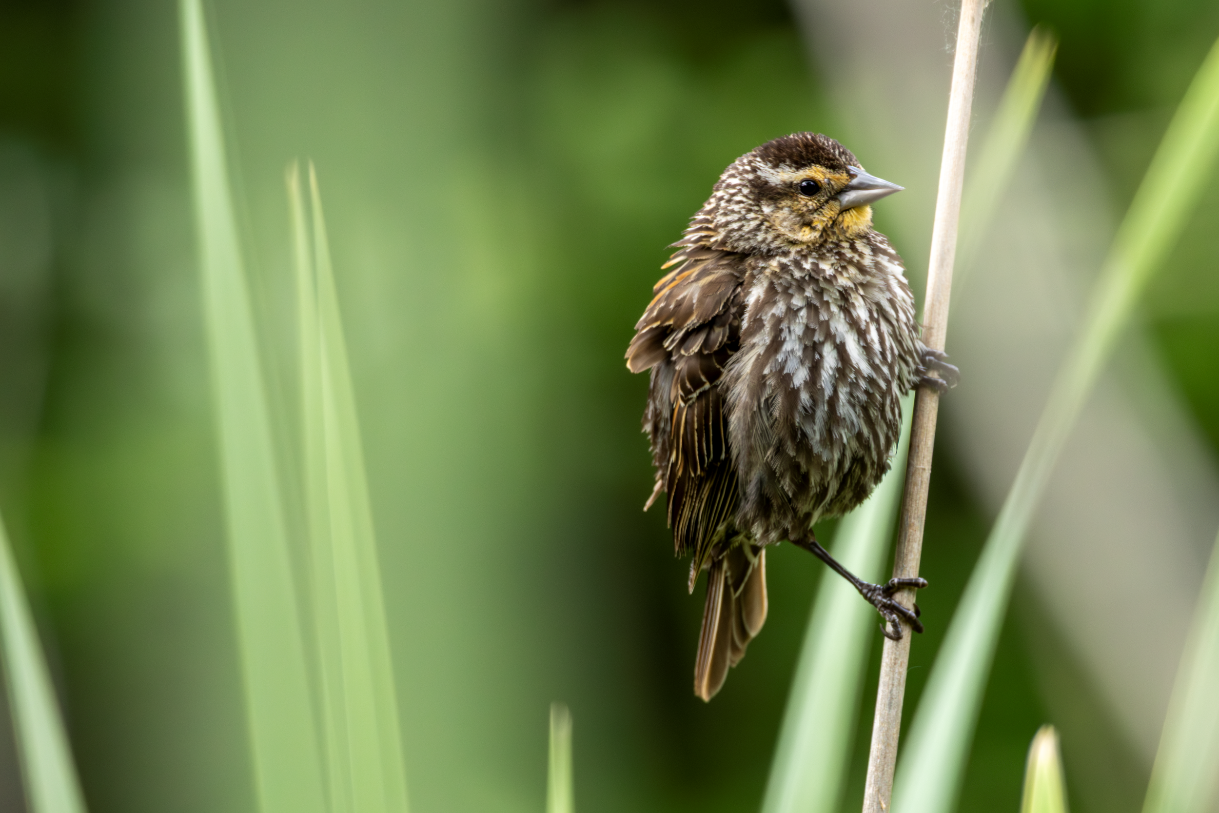 Female Redwinged Blackbird

Canon R7  + RF 100-400mm
400mm 1/320 s @ f9 ISO 1600

6.1.2026