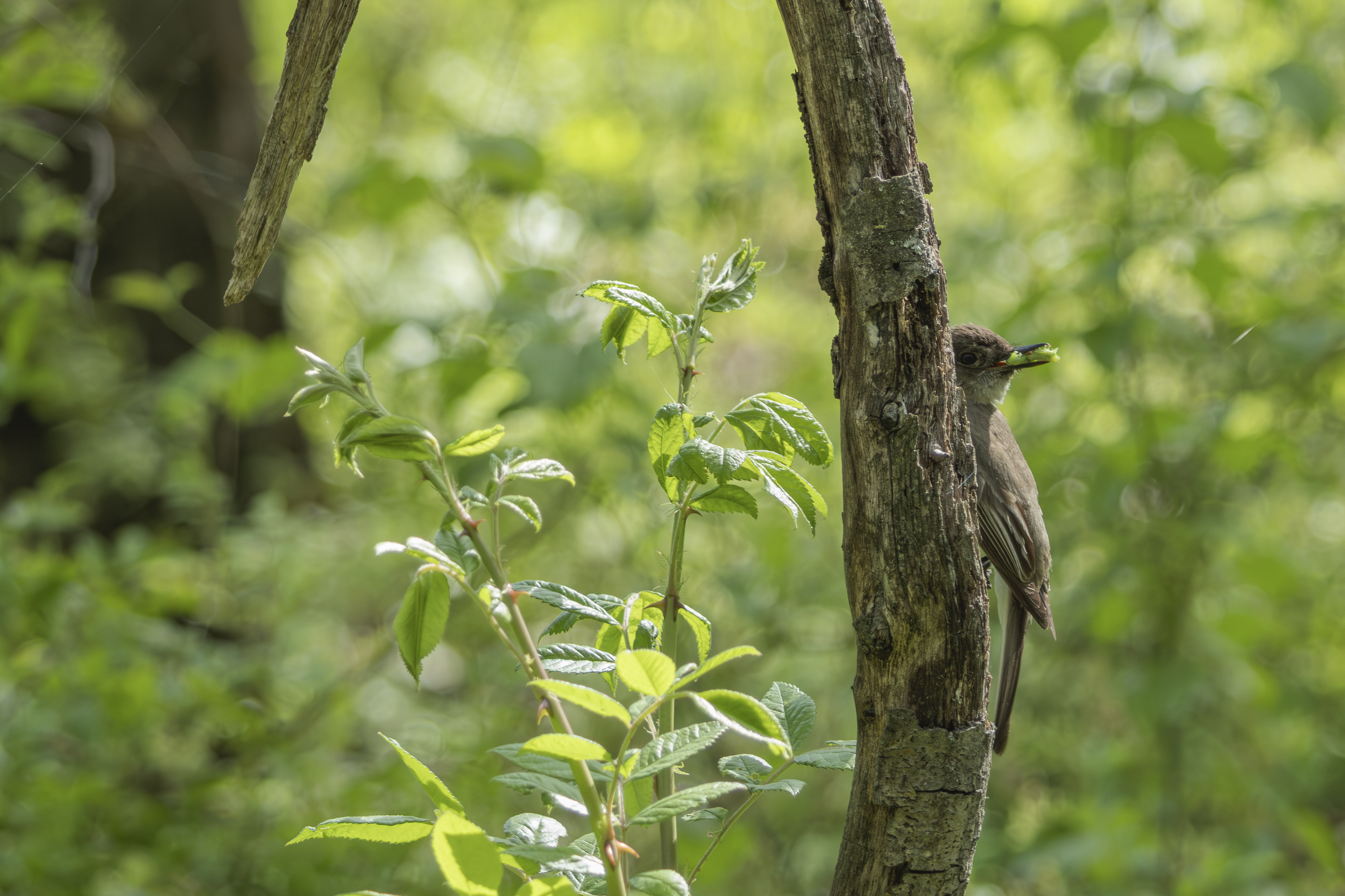Eastern Phoebe

Canon R7  + RF 100-400mm
183mm 1/400s @ f7.1 ISO 1600

5.17.2026