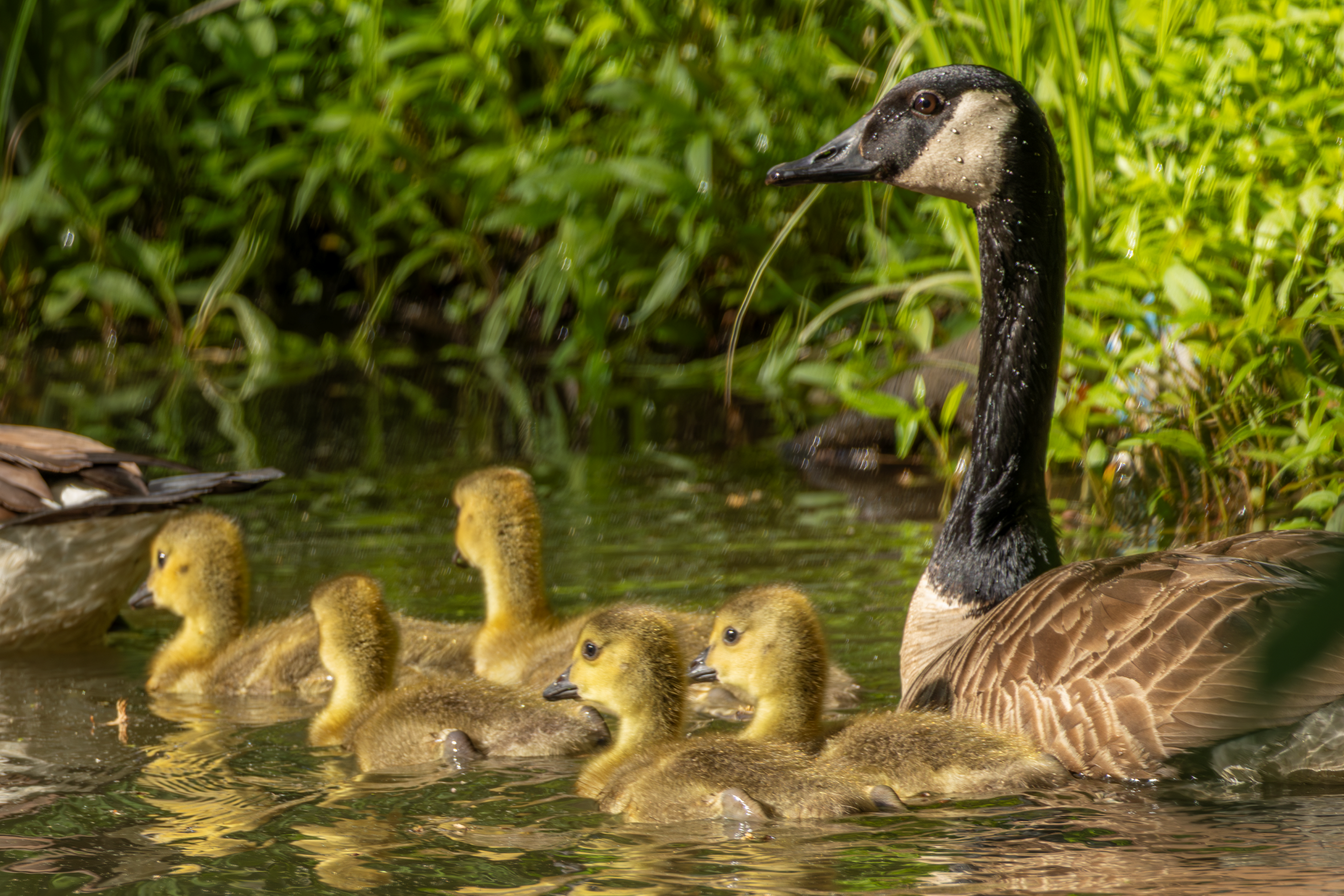 Canadian Goose and Goslings

Canon R7  + RF 100-400mm
400mm 1/200s @ f9 ISO 200