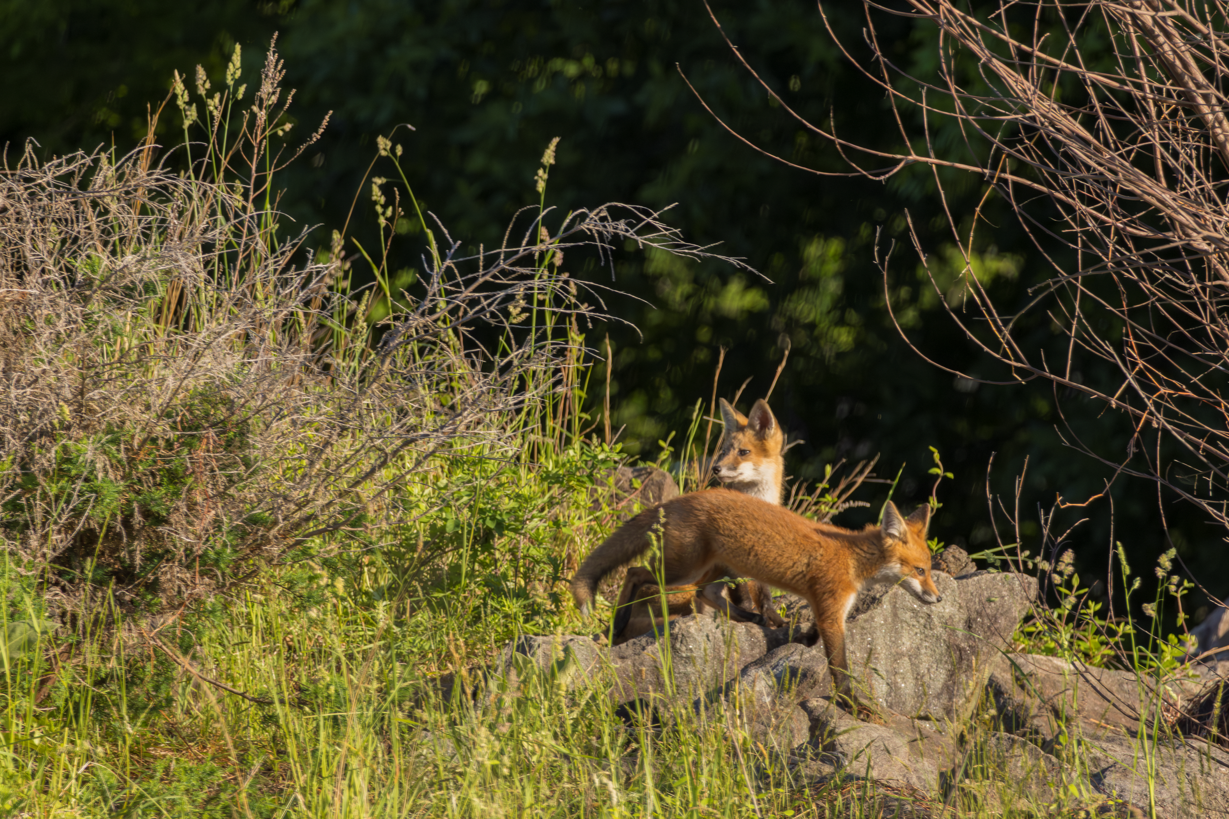 Red Fox Kits

Canon R7  + RF 100-400mm
373mm 1/2500s @ f8 ISO 2000