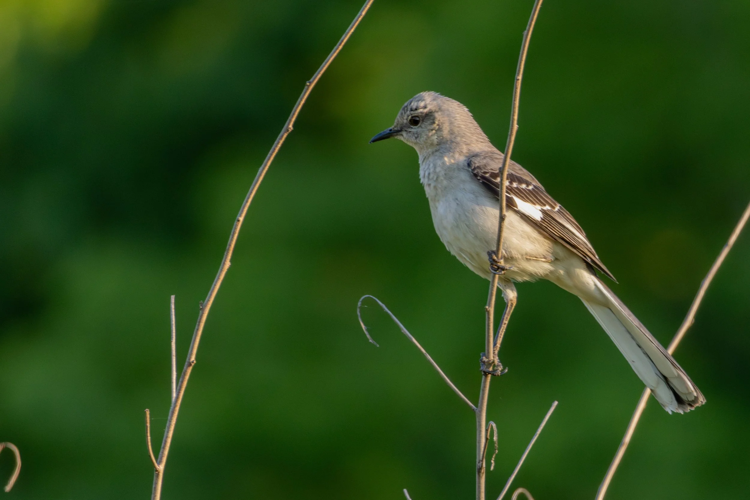 Northern Mocking Bird

Canon R7  + RF 100-400mm
400mm 1/500s @ f8 ISO 6400 

5.28.2026