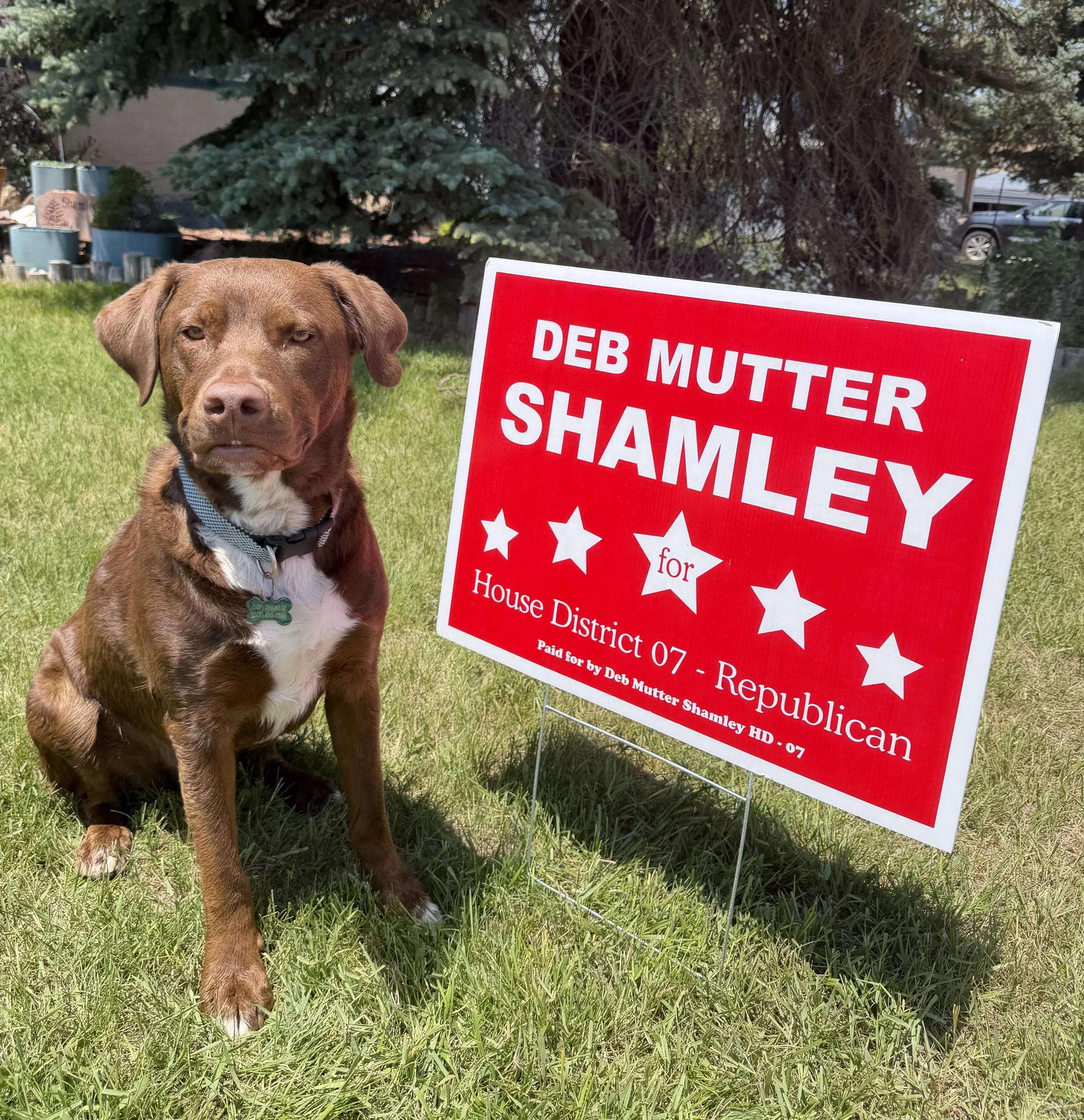 A dog sitting on grass next to a red sign that reads 'Deb Mutter Shamley' with stars and smaller text, in front of trees and parked cars.