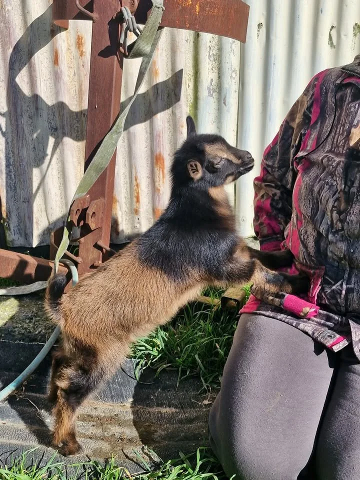 A small brown and black goat standing on its hind legs, resting its front hooves on a person’s knee, outdoors with a corrugated metal fence in the background.
