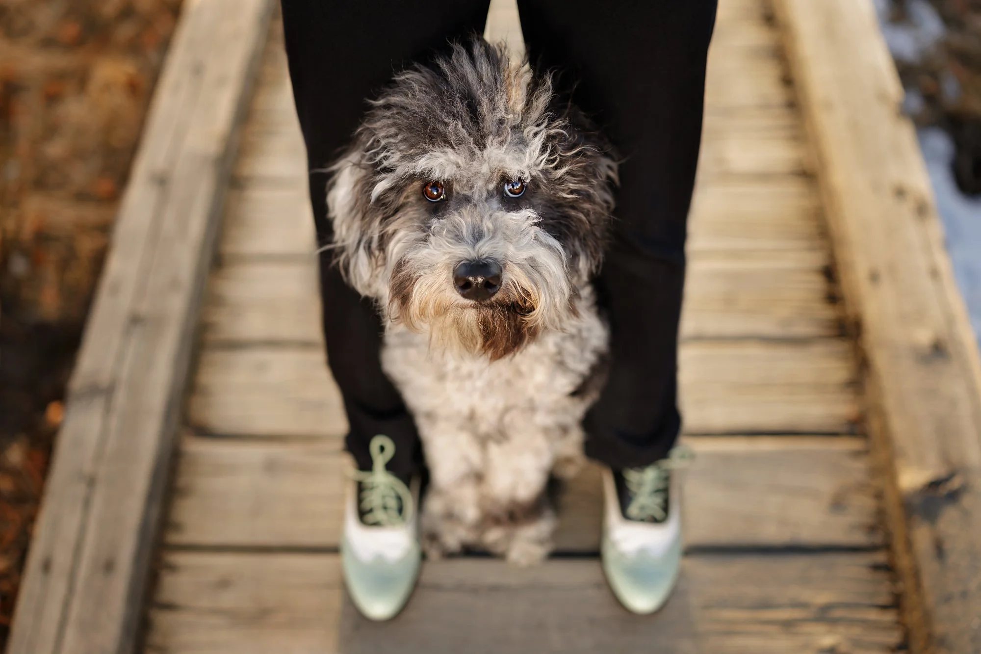 A fluffy gray and white dog looking up at the camera, standing on a wooden bridge with woman wearing black pants and white sneakers.