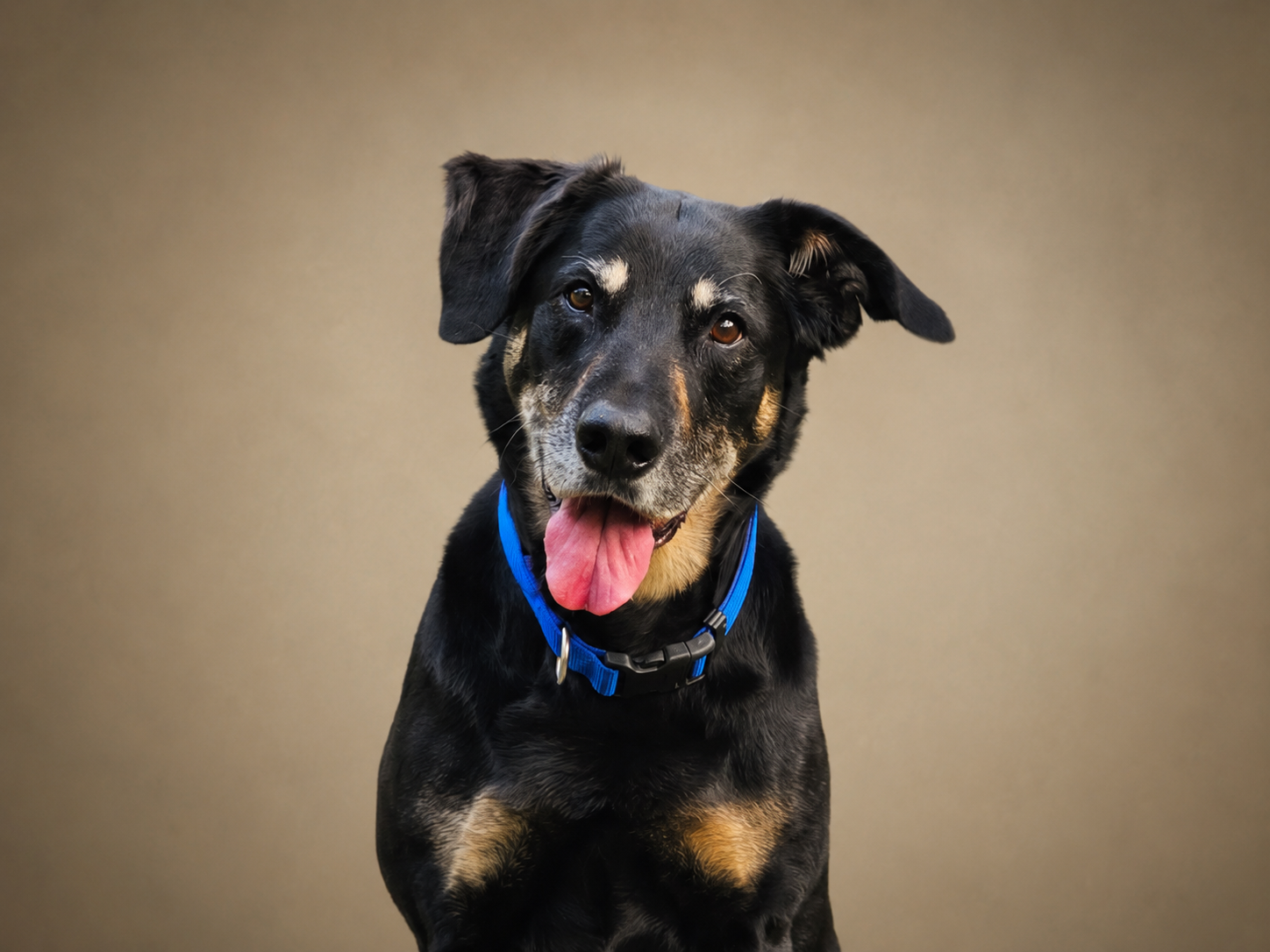 A black and tan dog with floppy ears wearing a blue collar, sitting against a beige background with its tongue out.