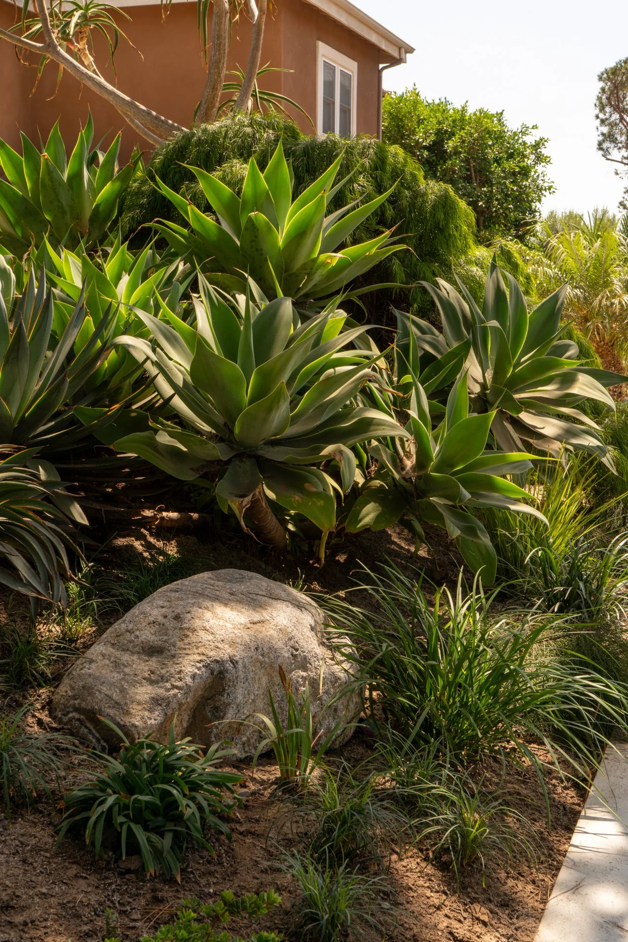 A garden with succulents, rocks, and various green plants near a house.