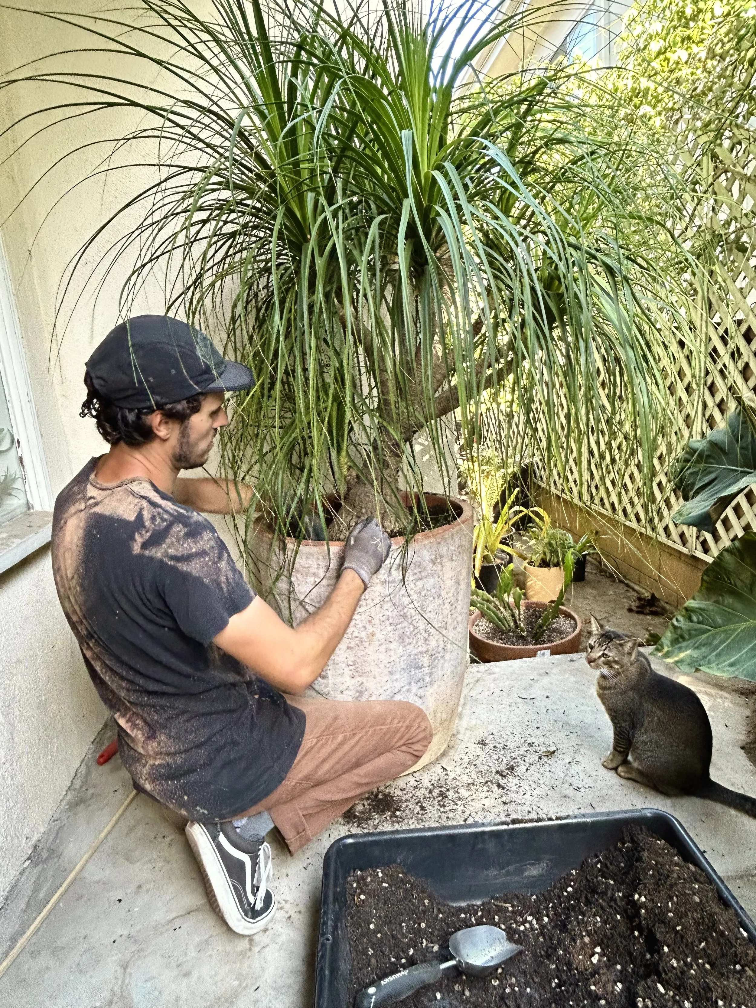 A man planting a tree in a large pot on a balcony or patio, with a cat sitting nearby and several potted plants around.
