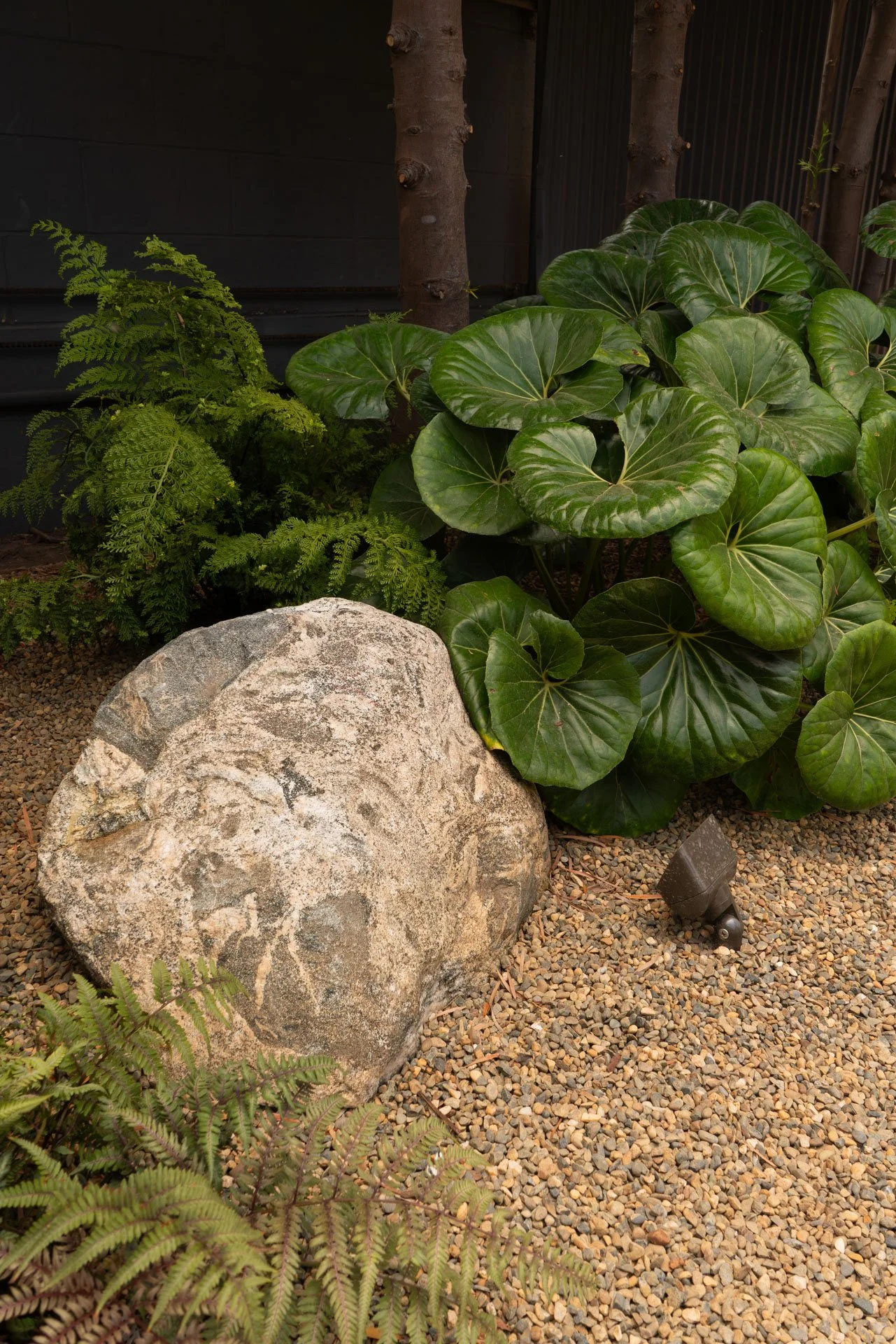 A small garden scene with a large rock, various green plants including ferns and broad-leaved plants, and a gravel ground.