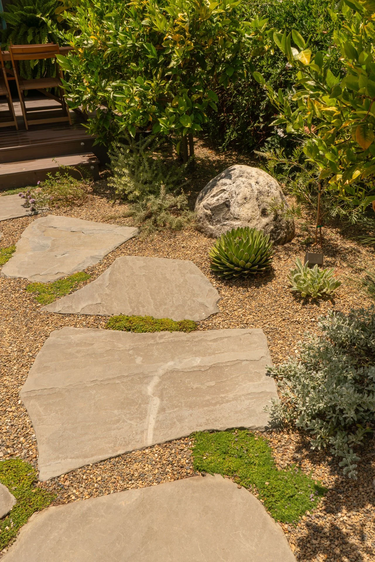Garden path with large flat stepping stones, small green ground cover plants, and a variety of bushes and succulents in a landscaped garden.