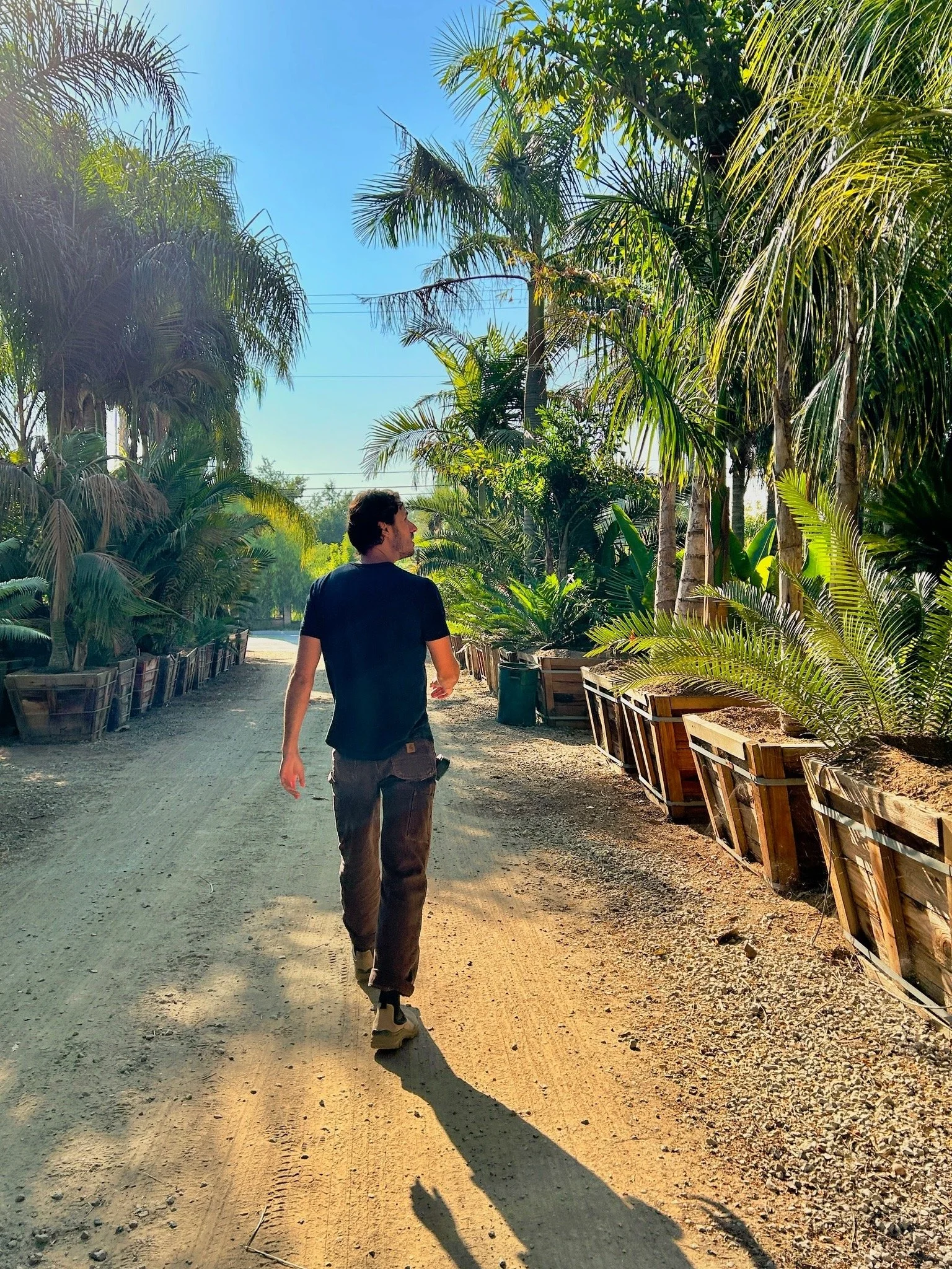 A man walking on a dirt path surrounded by lush green palm and other tropical plants with clear blue sky overhead.