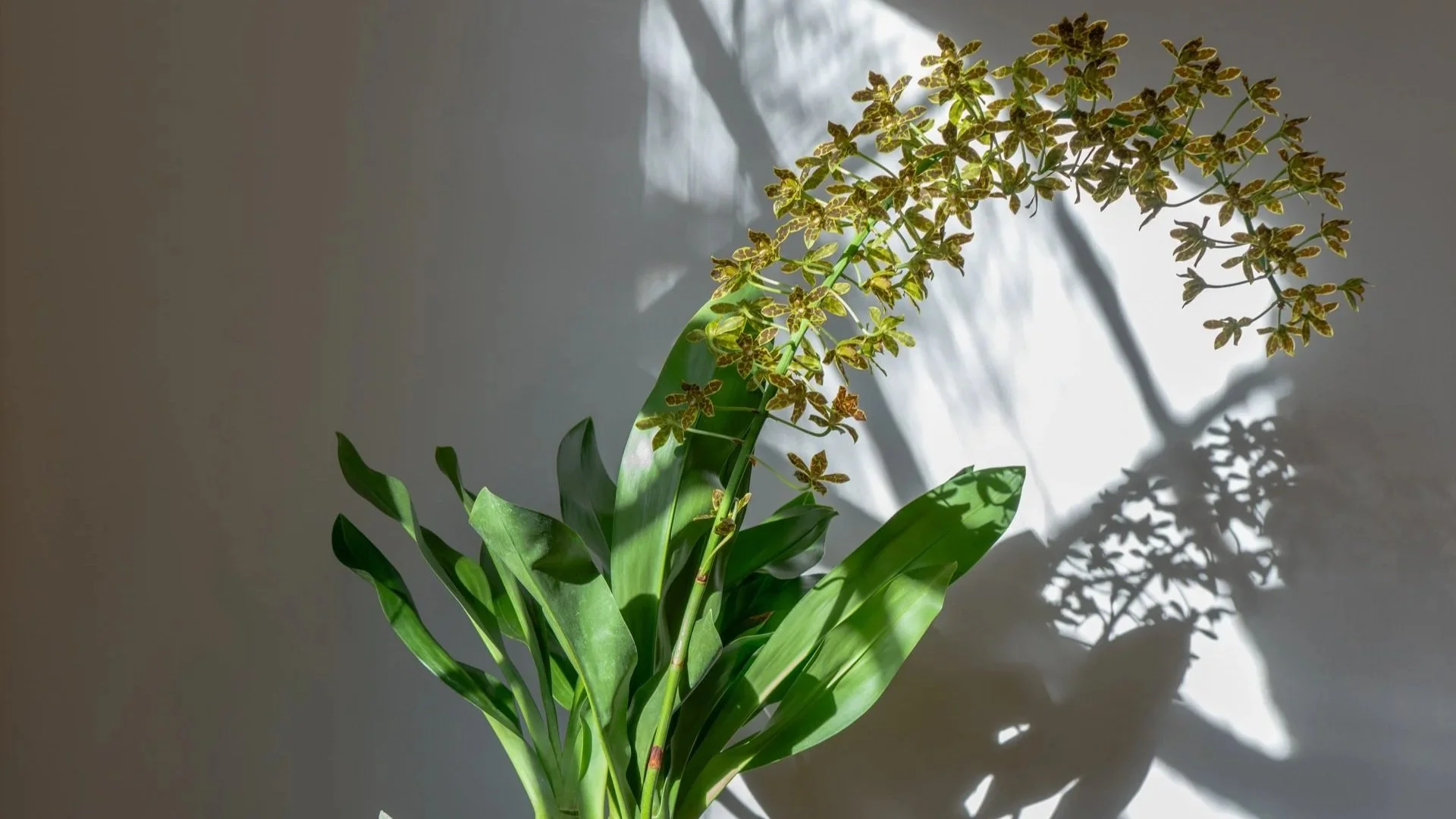 A potted plant with green leaves and yellowish-green flowers, casting shadows on a white wall.