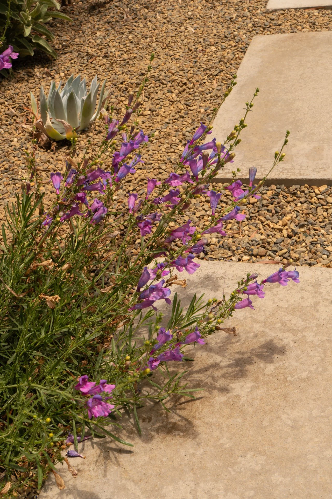 DSC04541.jpg