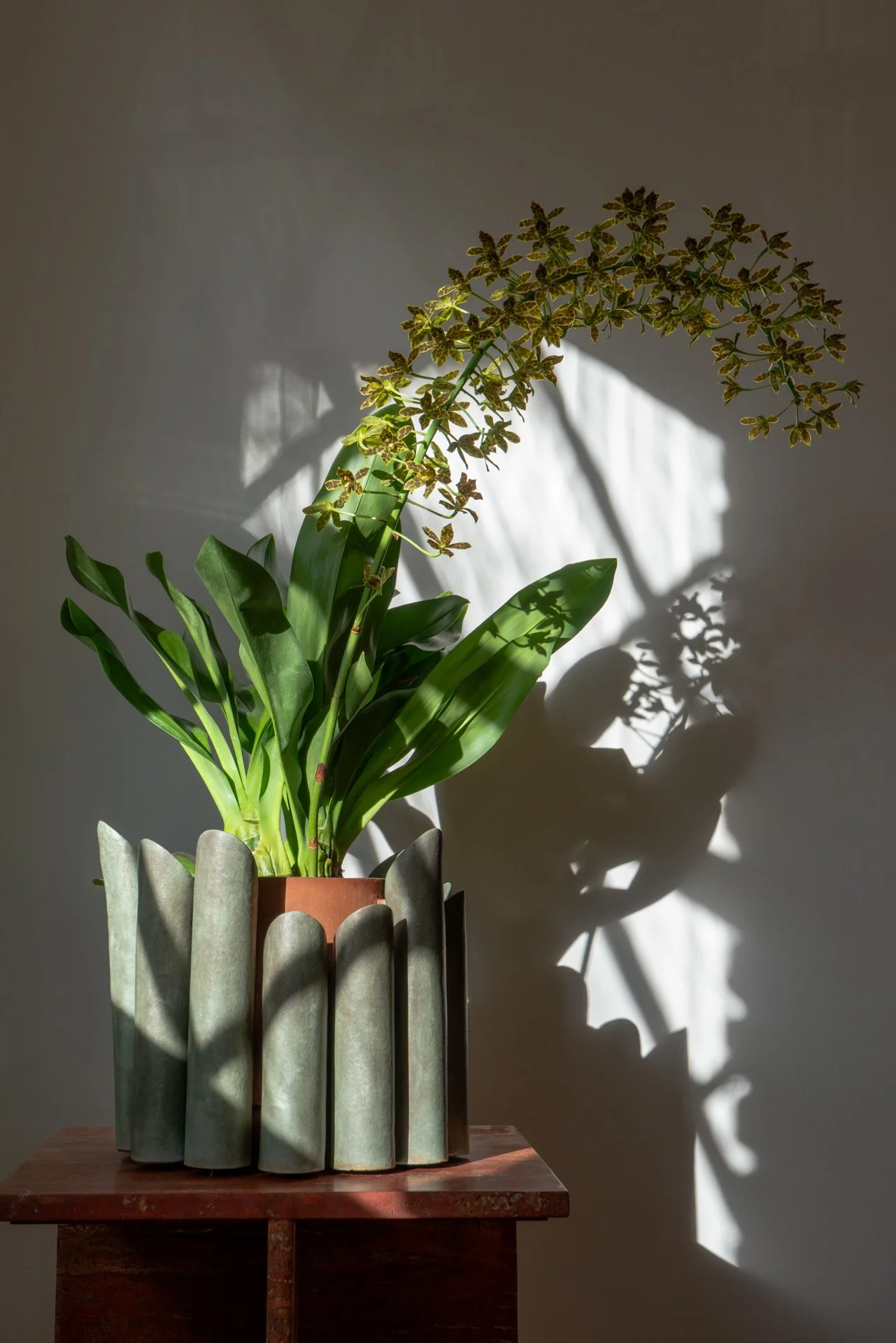 A potted plant with long green leaves and a flowering stalk casting shadows on a wall, set on a wooden table.