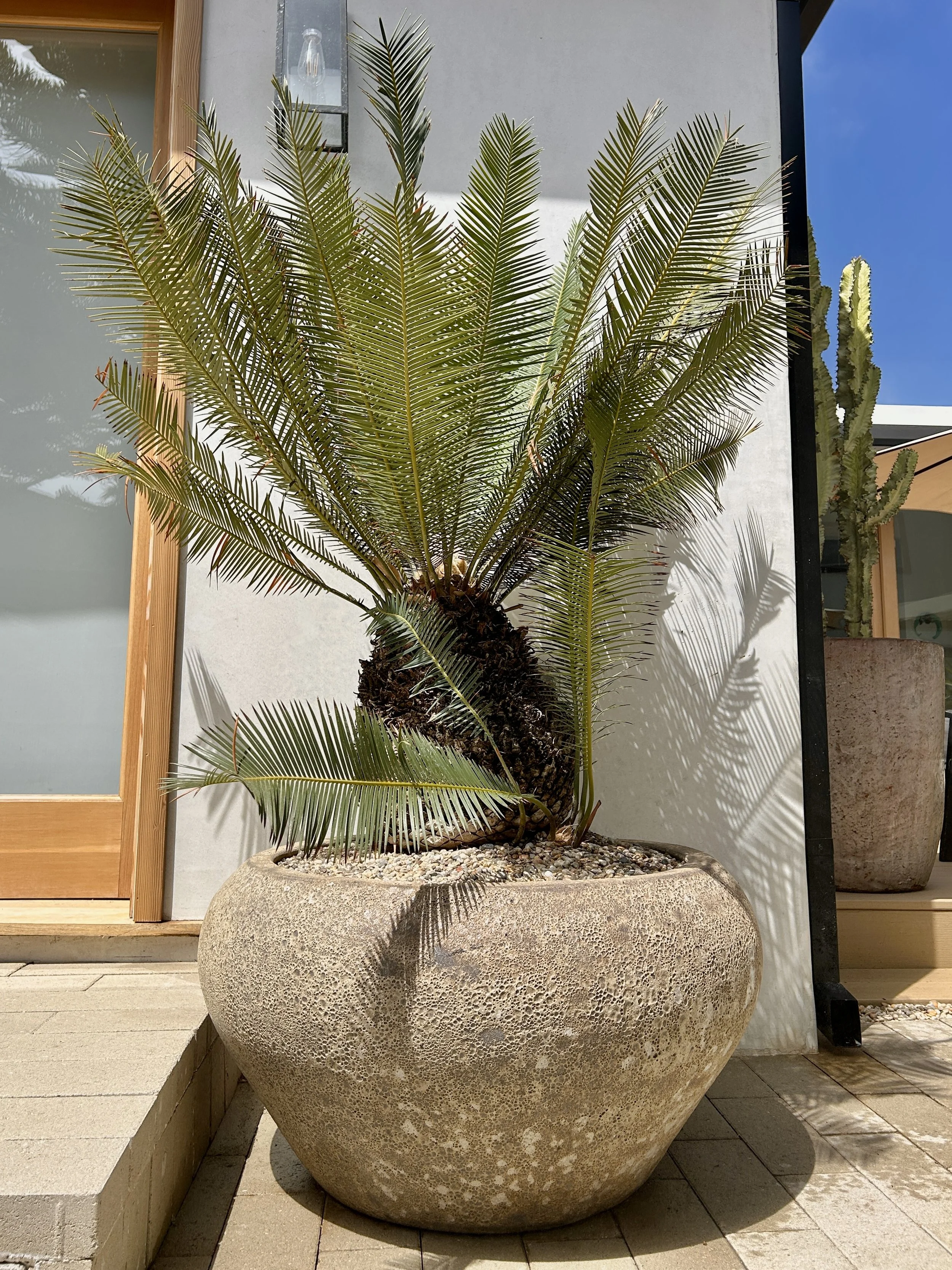 Large textured beige stone planter with a lush green palm plant inside, situated on beige tiled outdoor area with sunlight and shadows.