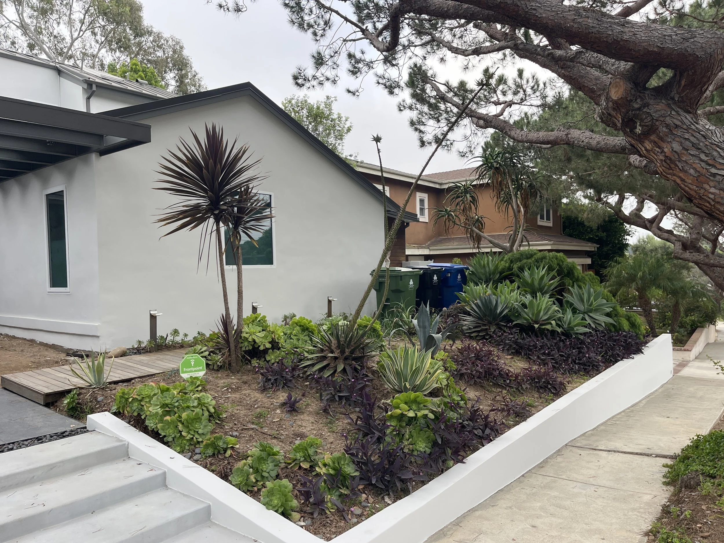 Residential front yard with succulent and drought-tolerant plants, a white concrete curb, and a sidewalk. There are trees in the background and trash bins near the house. The house has white and brown exterior walls with a sloped roof.