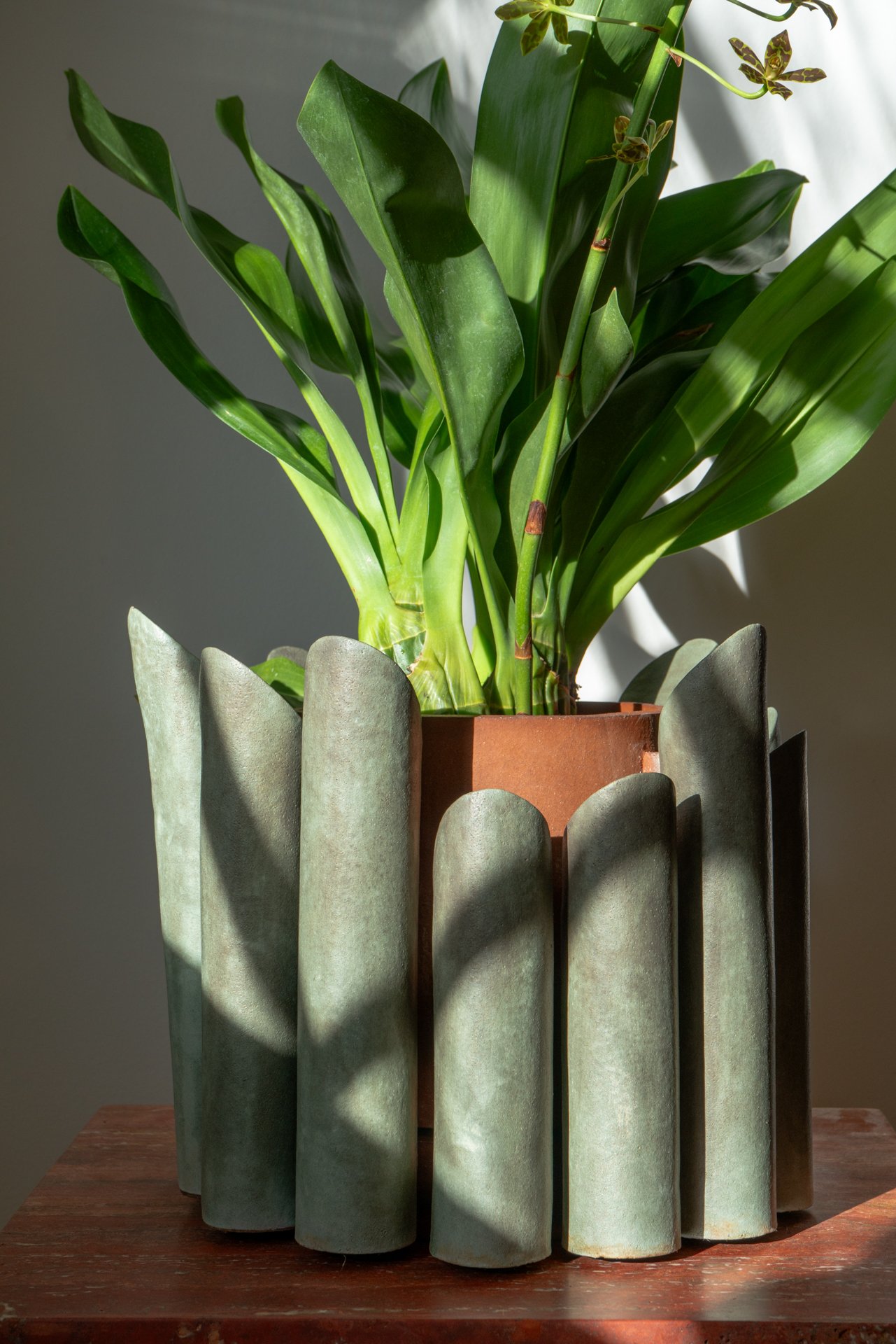A potted plant with broad green leaves, inside a decorative cement and terracotta holder, on a wooden surface with light and shadow.