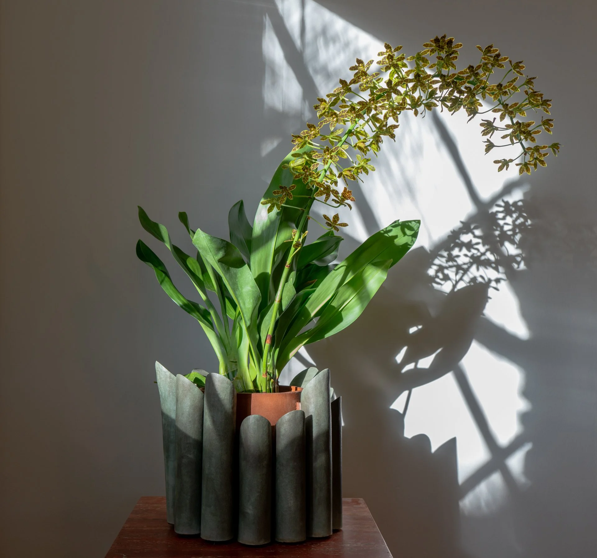 A potted plant with large green leaves at the base and a tall, thin stem with many small, variegated leaves, placed on a wooden table with a dark and light gray background. Sunlight creates shadows of the plant on the wall.