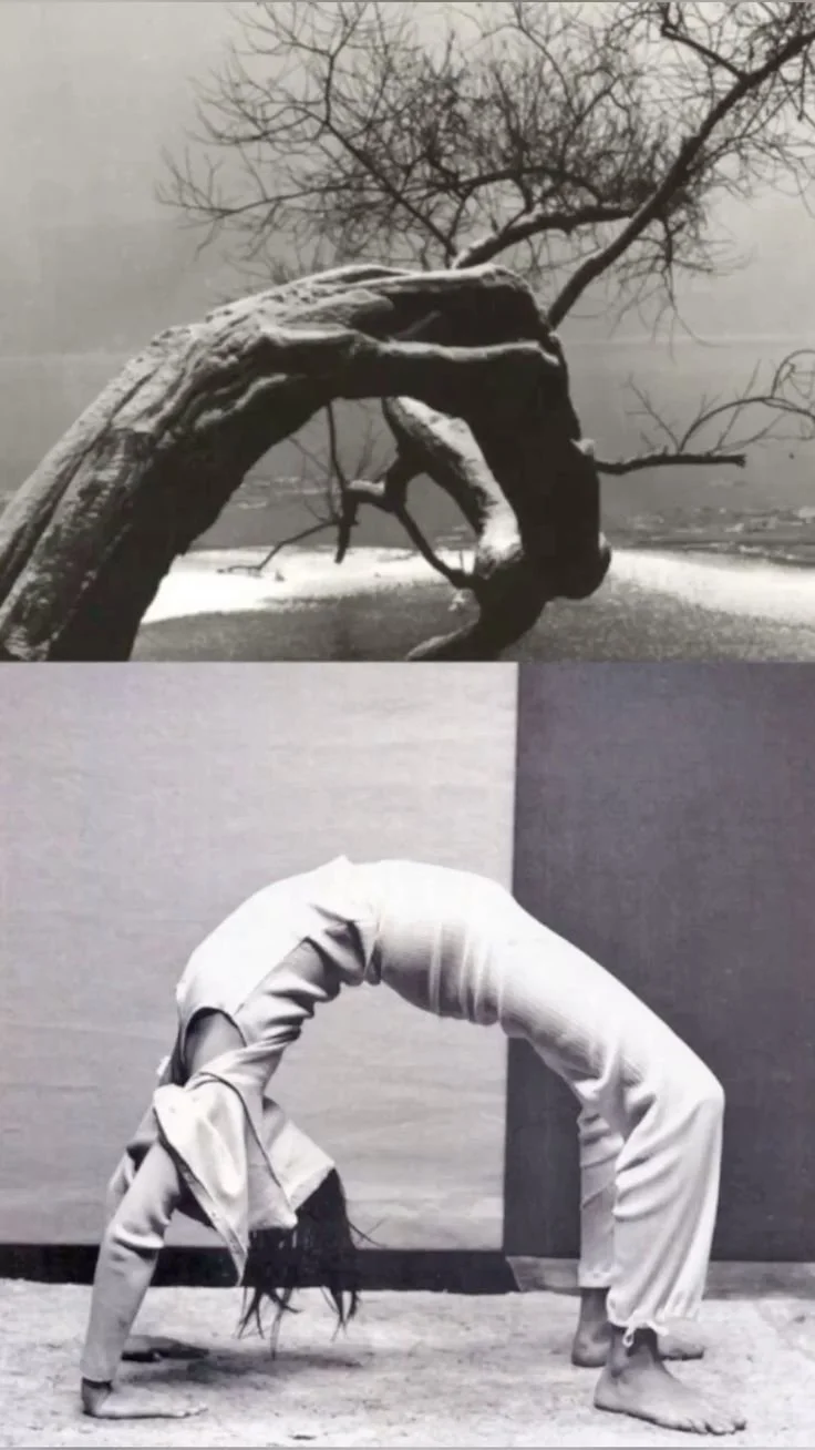 A collage featuring a barren tree next to a body of water in the upper half, and a person in a yoga pose with an arched back in the lower half.
