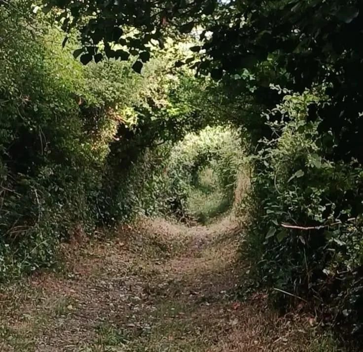 A narrow dirt trail through a green, leafy forest with dense foliage on both sides and overhead canopy.