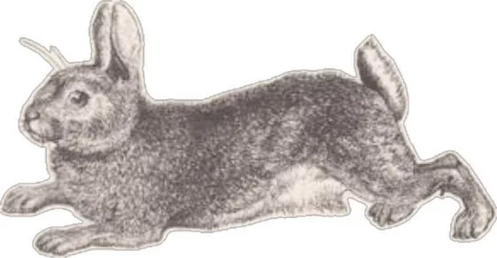 Drawing of a rabbit lying down with its body stretched out.