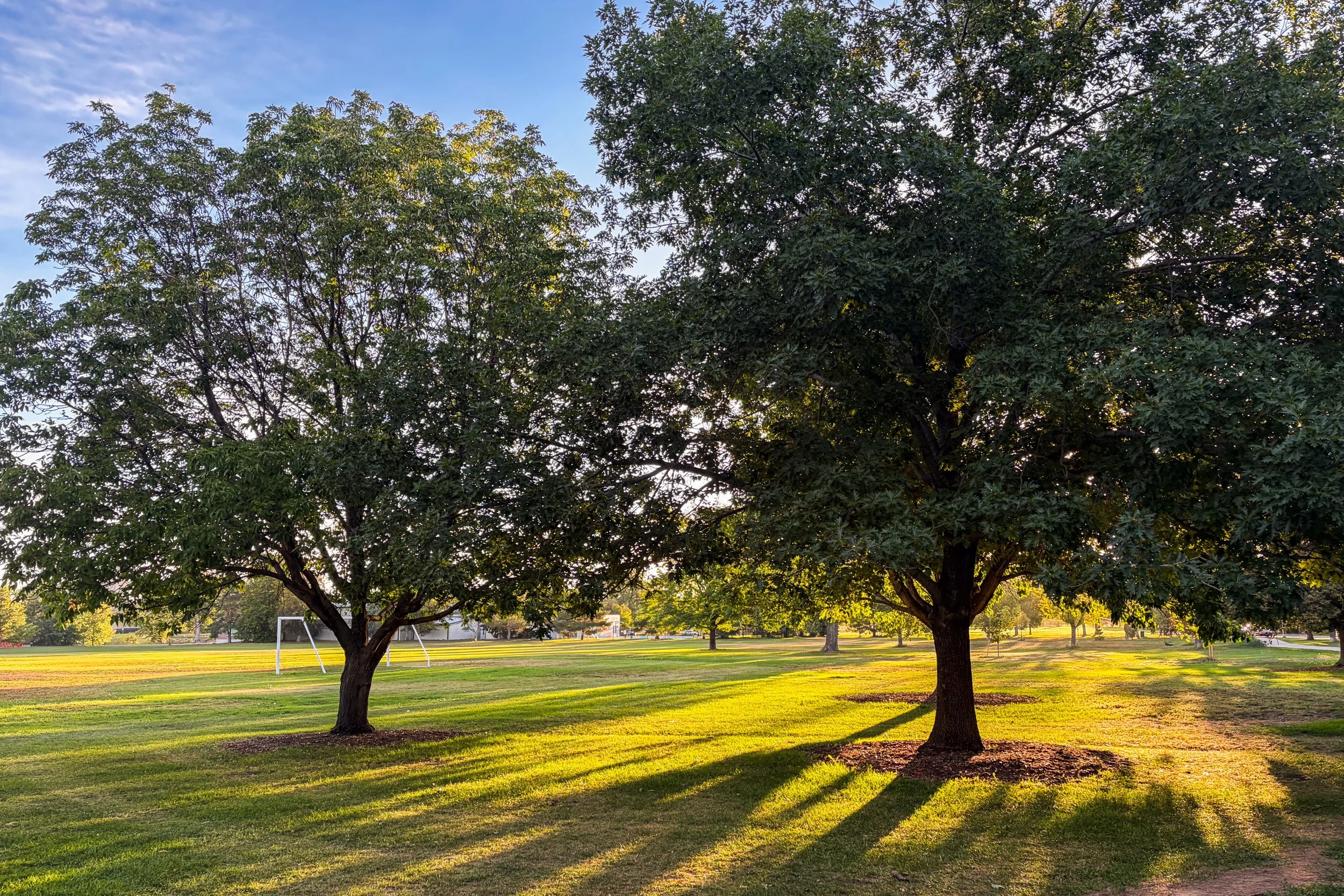 Cook Park Trees