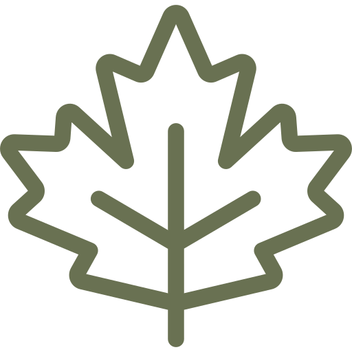 Outline of a maple leaf in dark green.