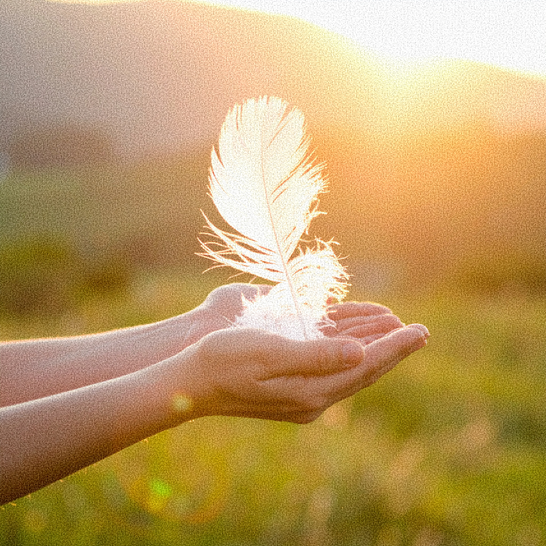 Two hands holding a white feather with sunlight in the background.