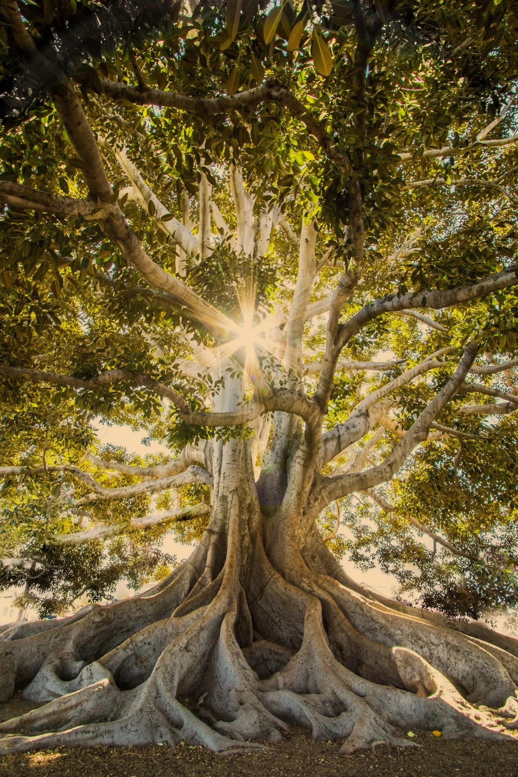 A large tree with thick, twisted roots and abundant green foliage, sunlight shining through the leaves.