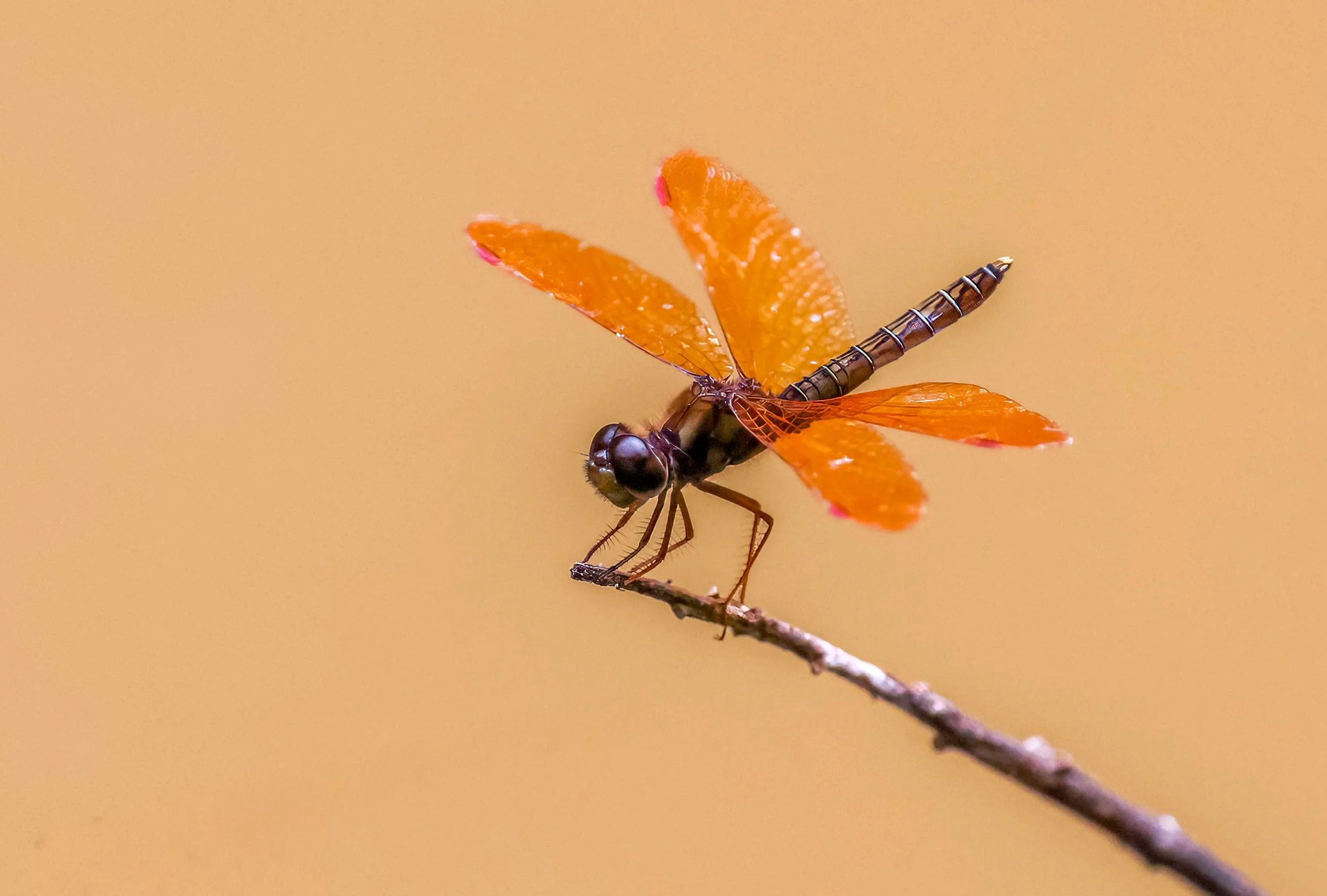 7R8A9834-topaz-sharpen.jpg