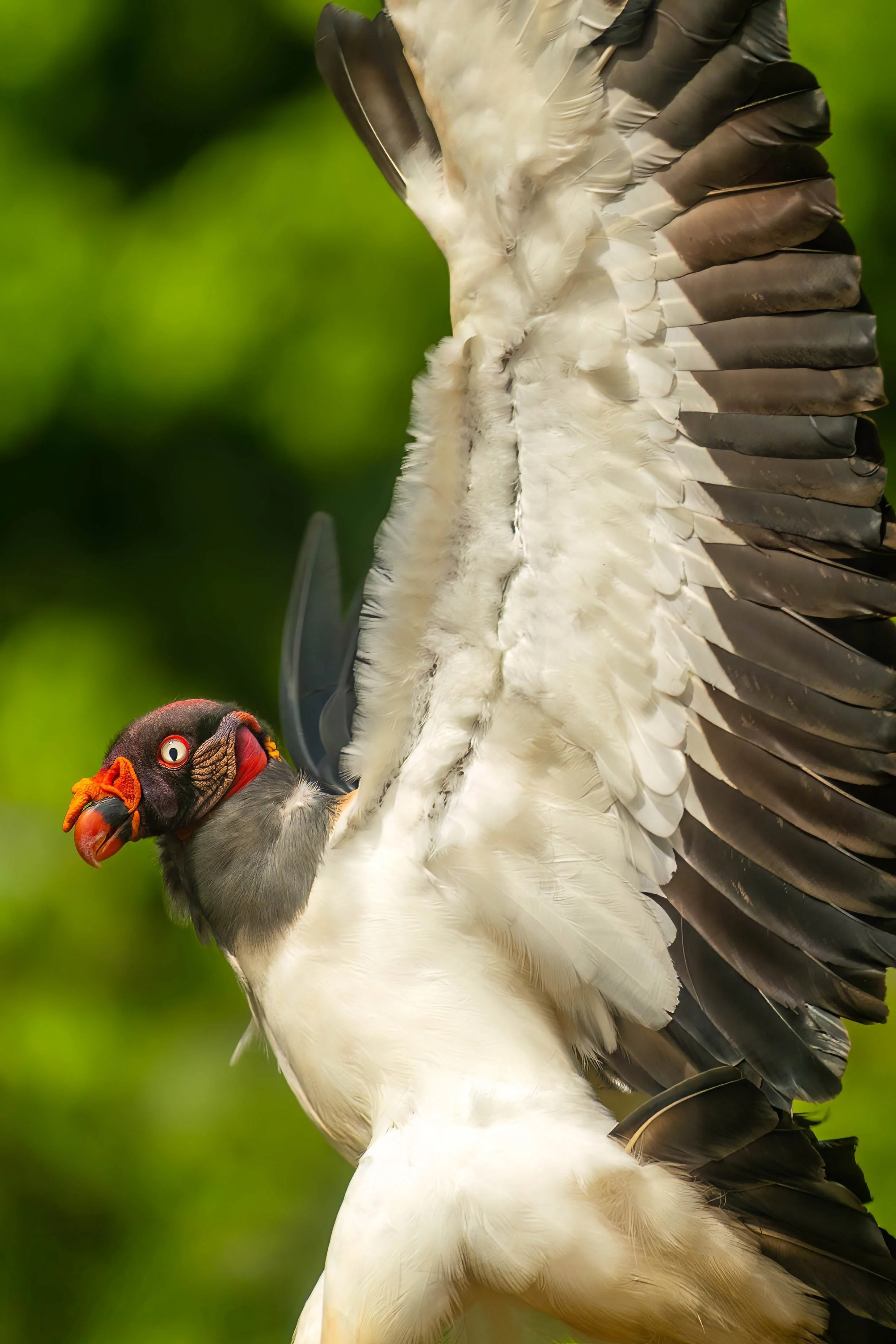 Photography Journey in the Land of Biodiveristy  April 2027 10 Nights 11 Days Starting at $4499