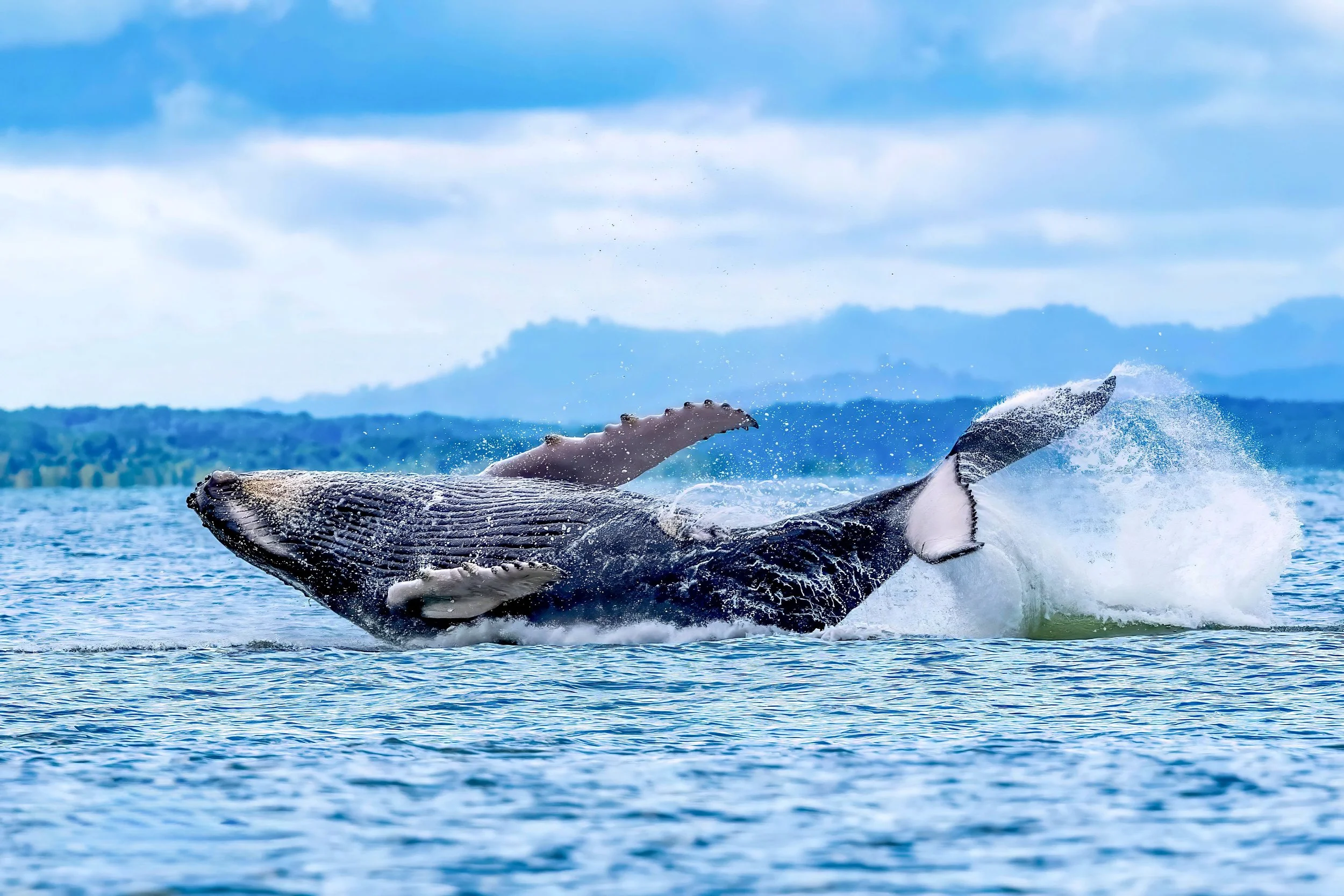 Photography Expedition  Whales, Dolphins and Birds September 2027  10 Nights 11 days Starting at $4399