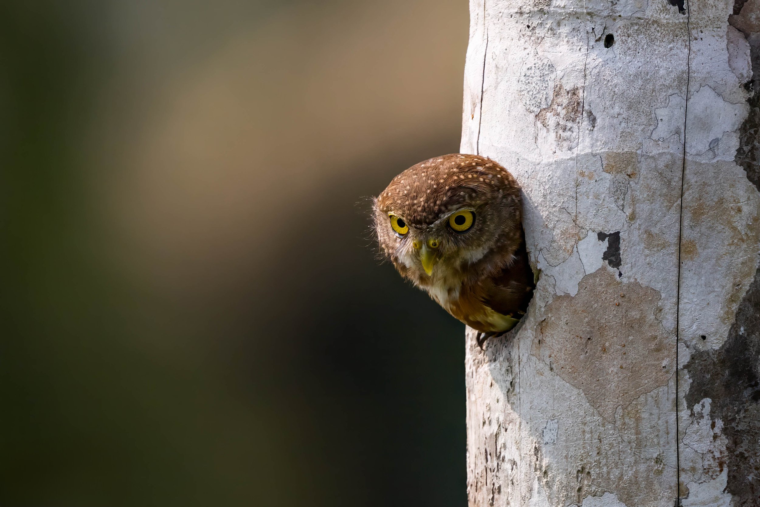 _R9A2934-Edit.jpg