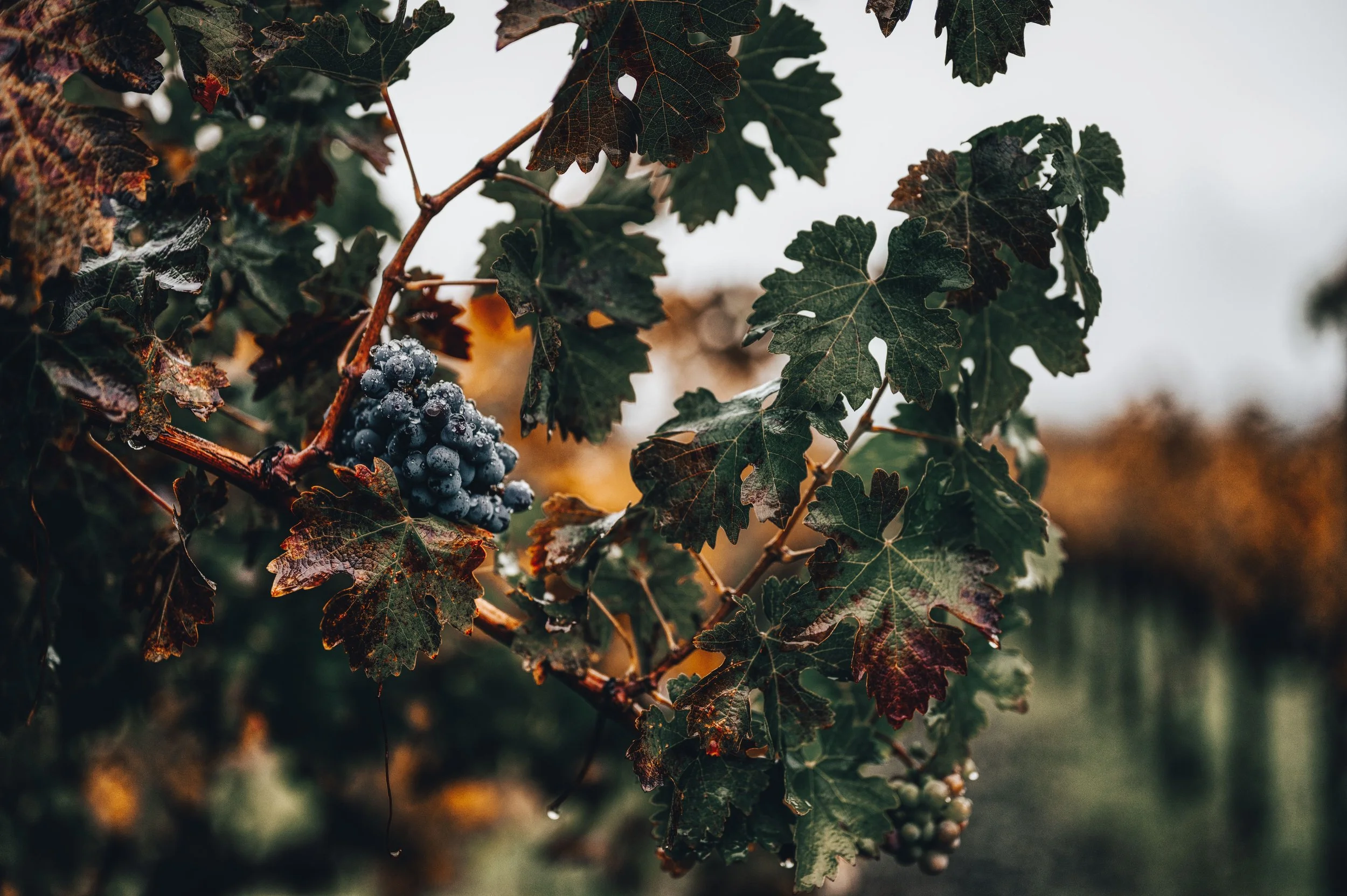 A close-up of grapevine leaves with a cluster of grapes covered in water droplets.