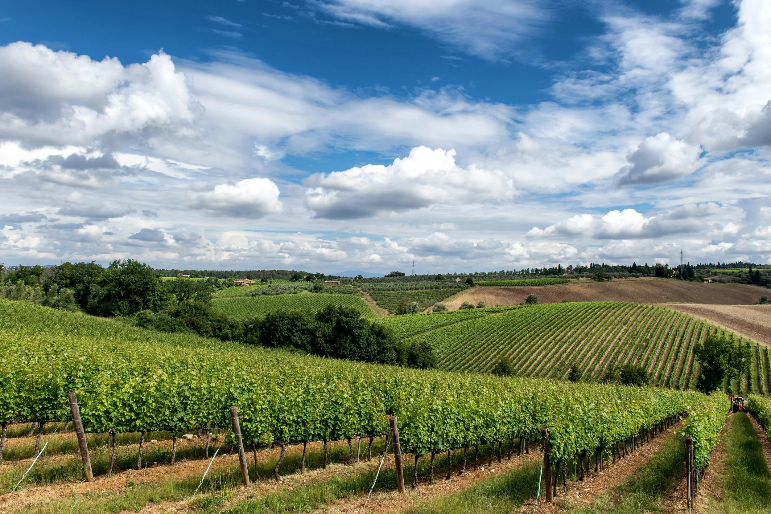 Vineyard with rows of grapevines, green foliage, rolling hills, and a partly cloudy sky.