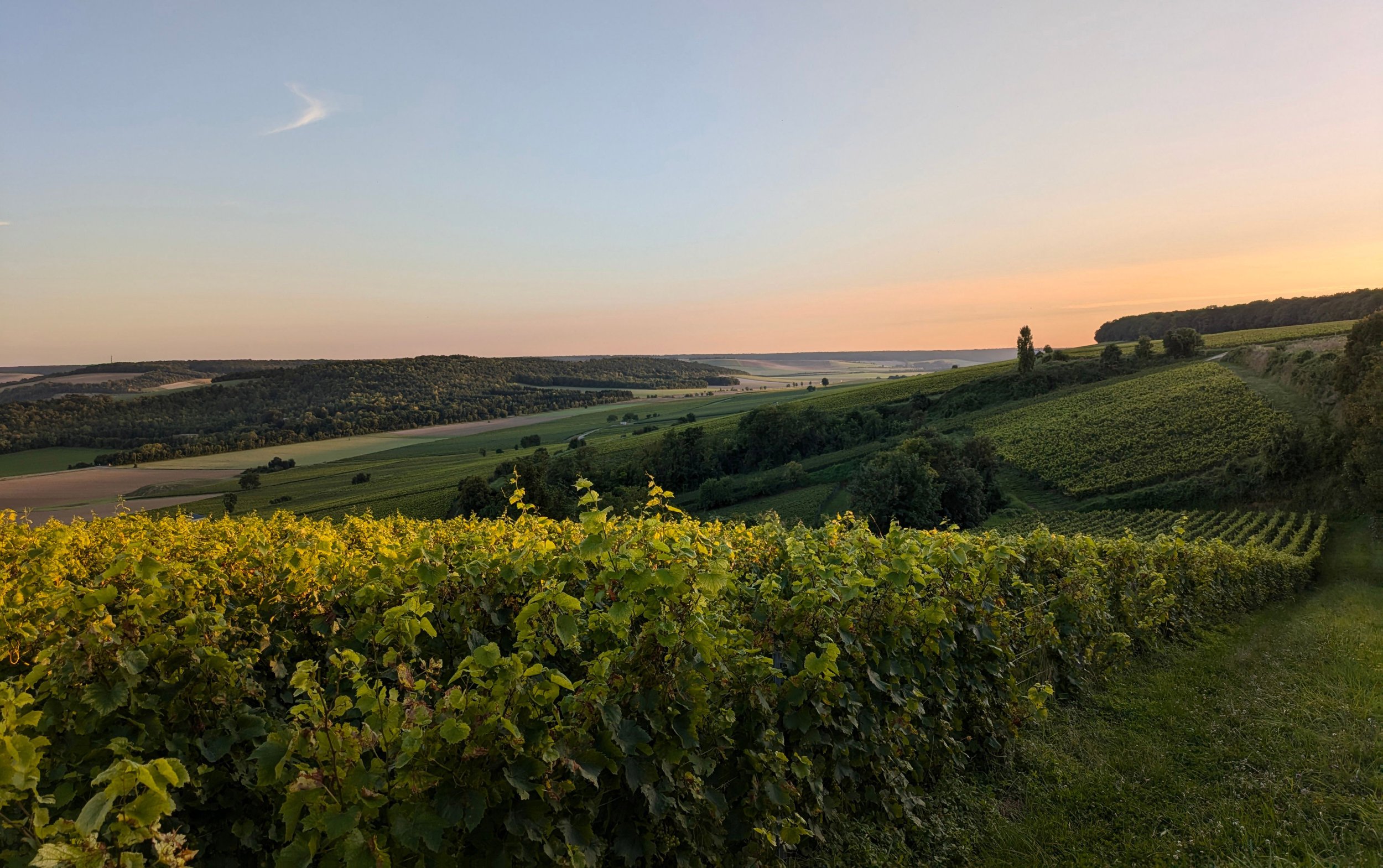 A scenic landscape of rolling green hills and vineyards at sunset, with a clear sky and a few trees.