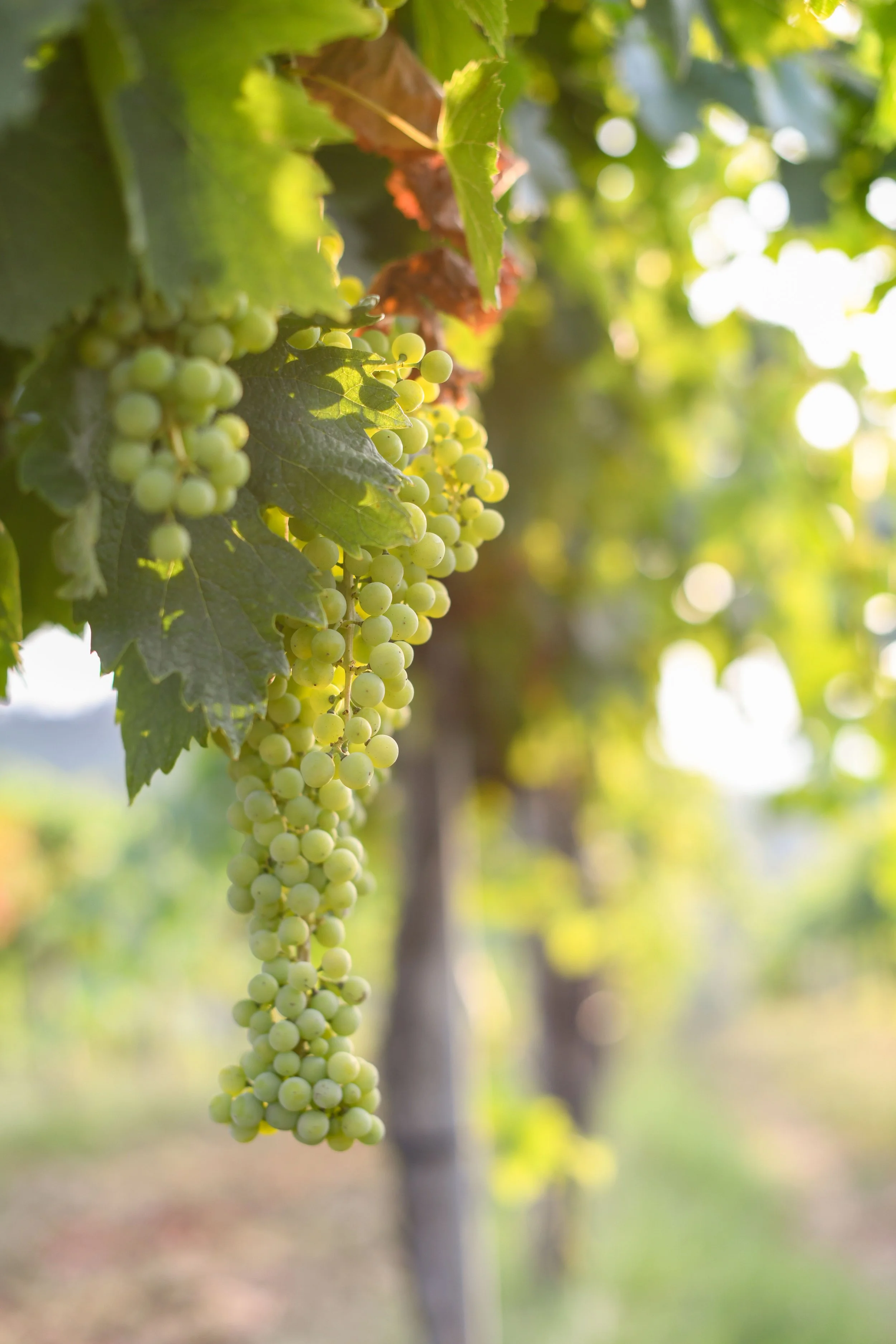 Close-up of a bunch of green grapes hanging from a vine in a vineyard, with blurred green leaves in the background and sunlight shining through.
