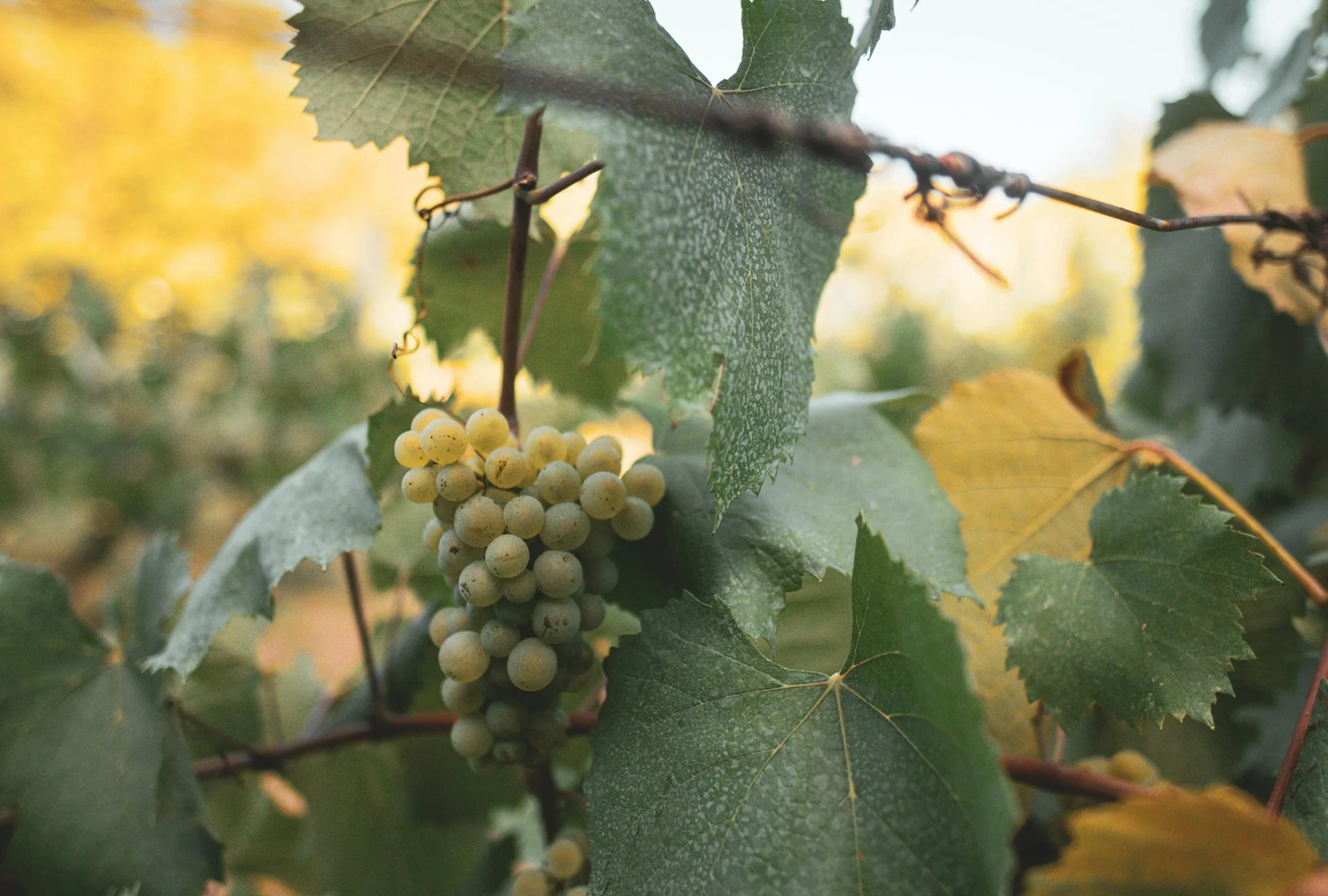 Clusters of white grapes hanging from vine with green and yellow leaves in the background, lit by warm sunlight.