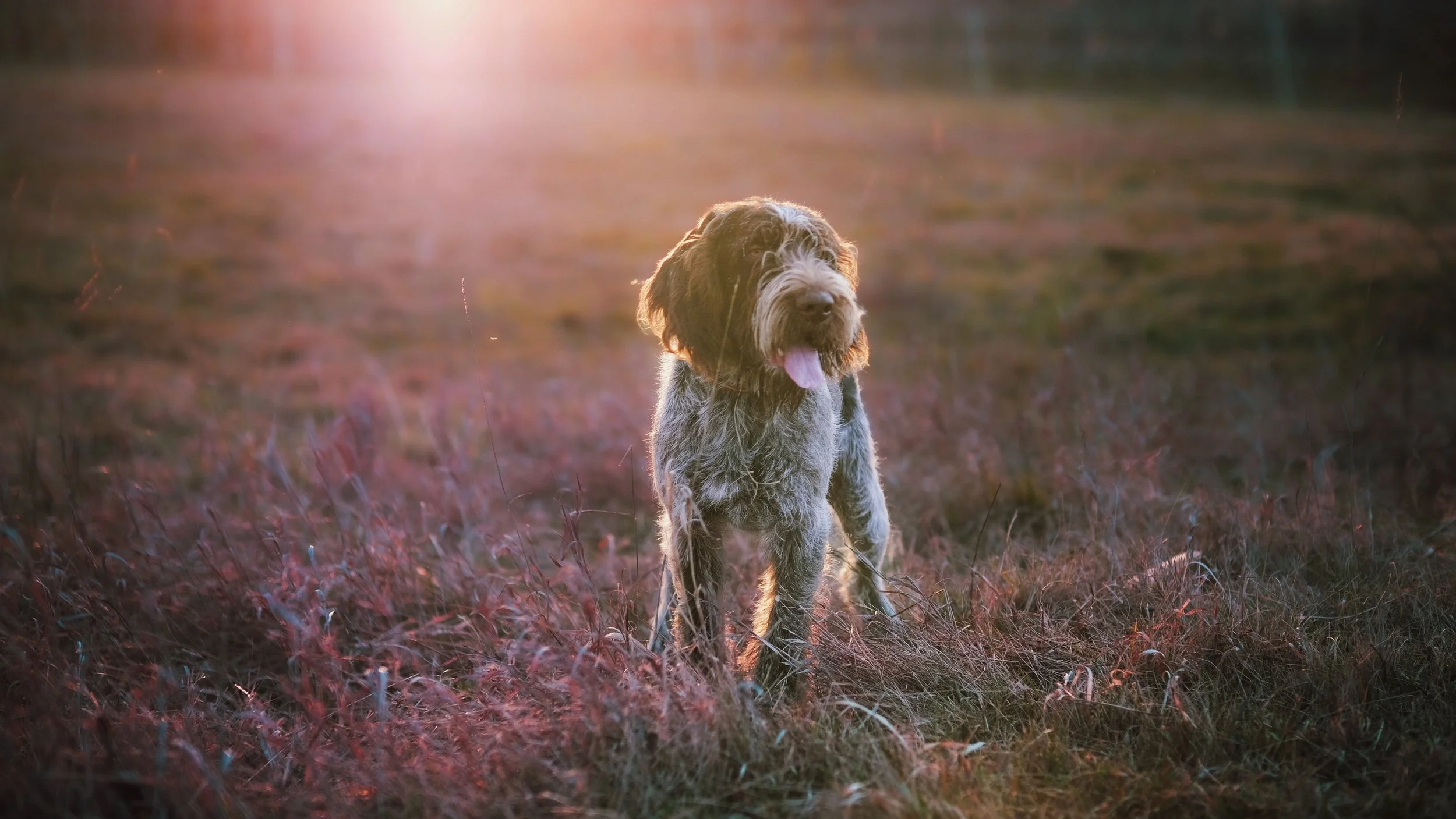 A dog with a scruffy coat standing in a field at sunset, with pinkish grass and a blurred background.
