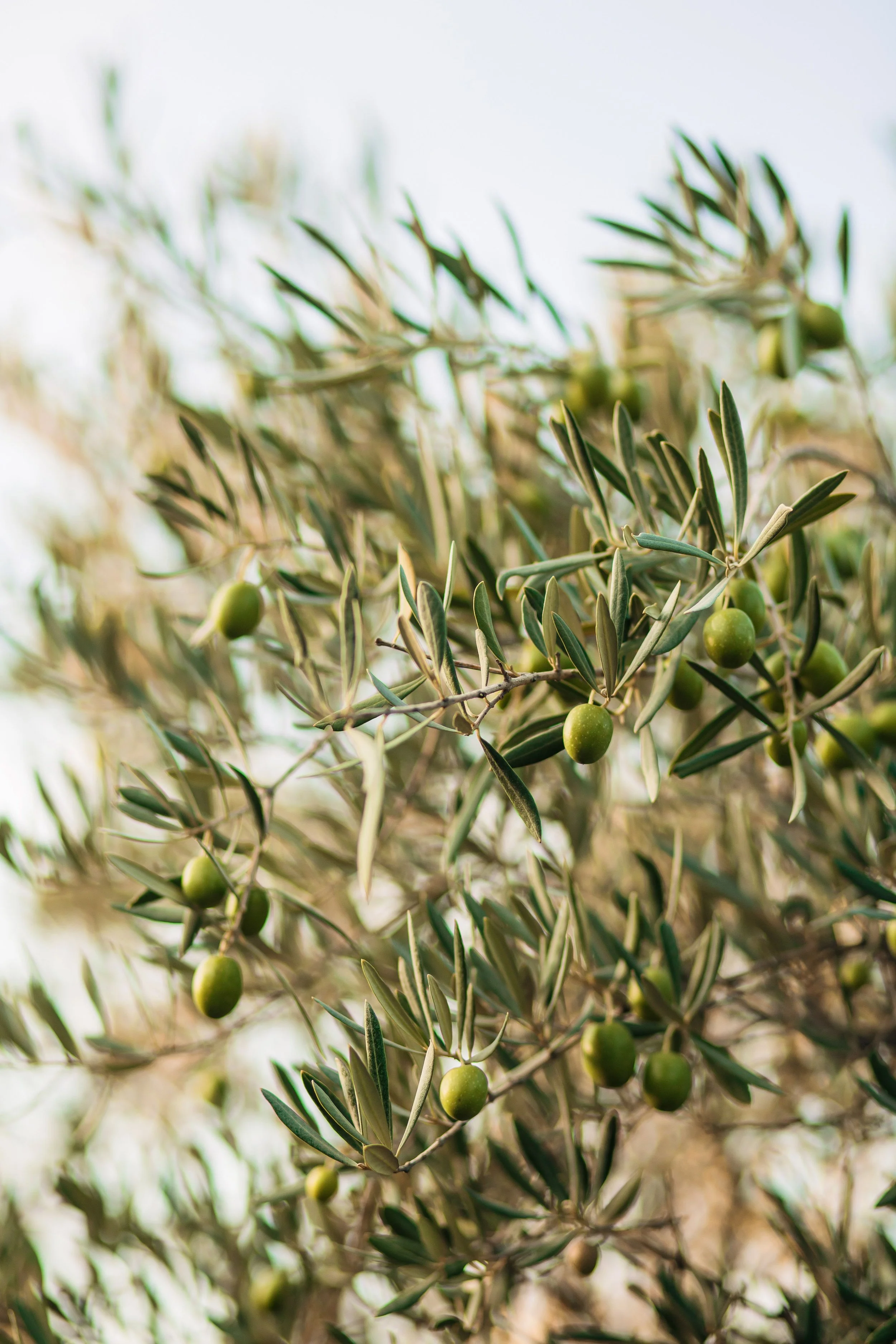 Close-up of olive tree branches with green olives and narrow, silvery-green leaves.