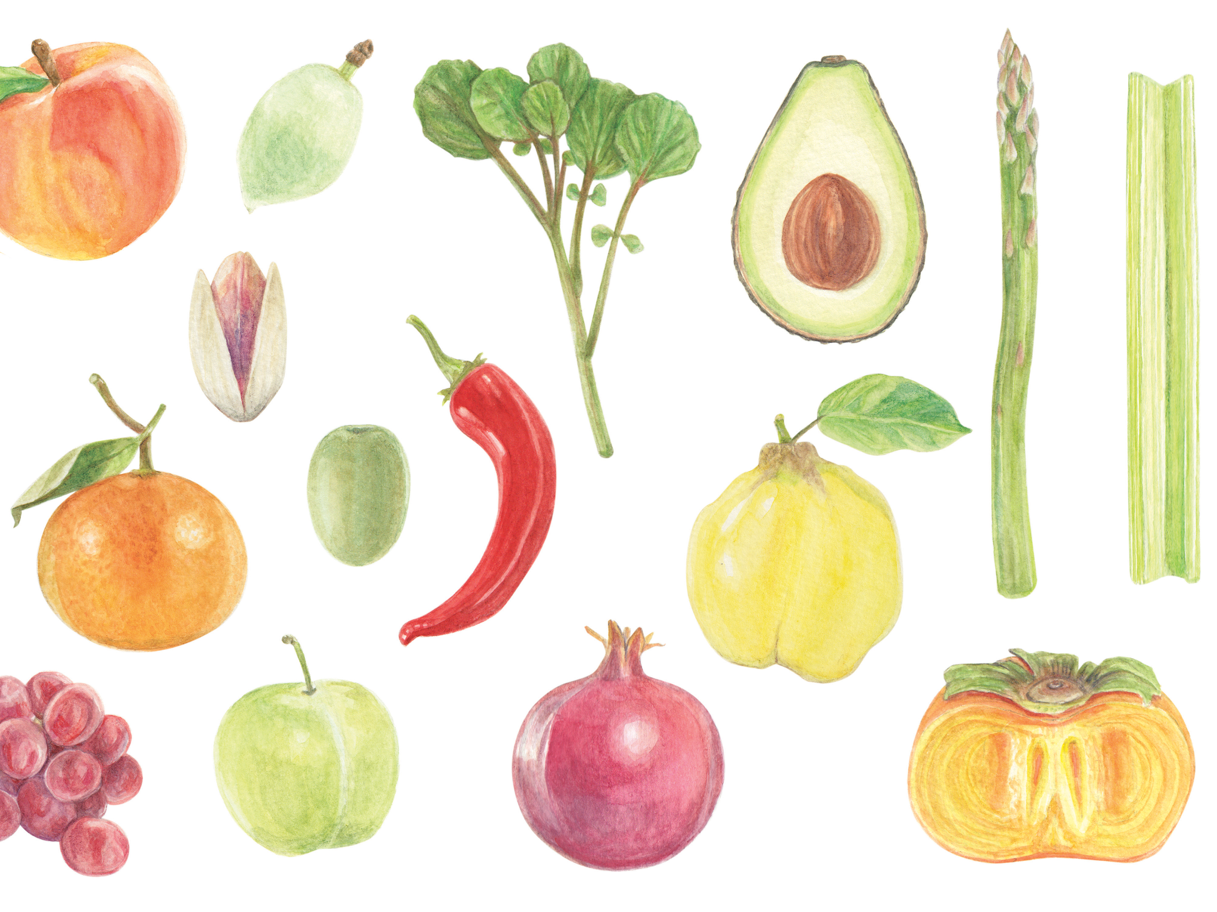 Feed magazine illustrations by Sara Zin