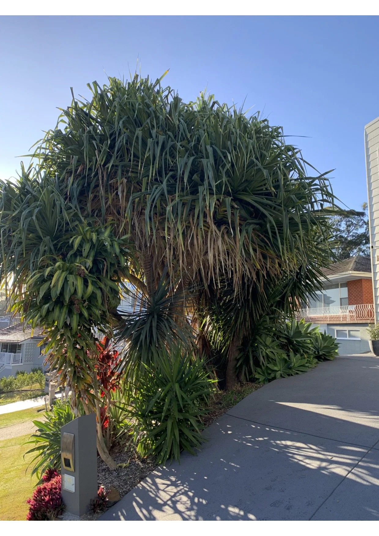 Large tropical palm tree with dense green fronds beside a sidewalk in a residential neighborhood.