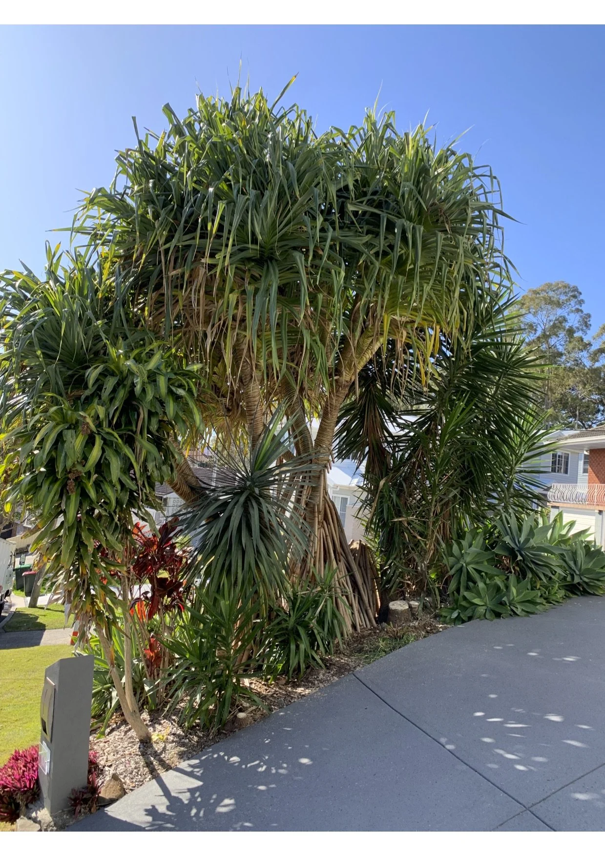 Large tropical tree with palm-like leaves and multiple trunks situated next to a sidewalk in a suburban neighborhood with houses and a bright blue sky in the background.