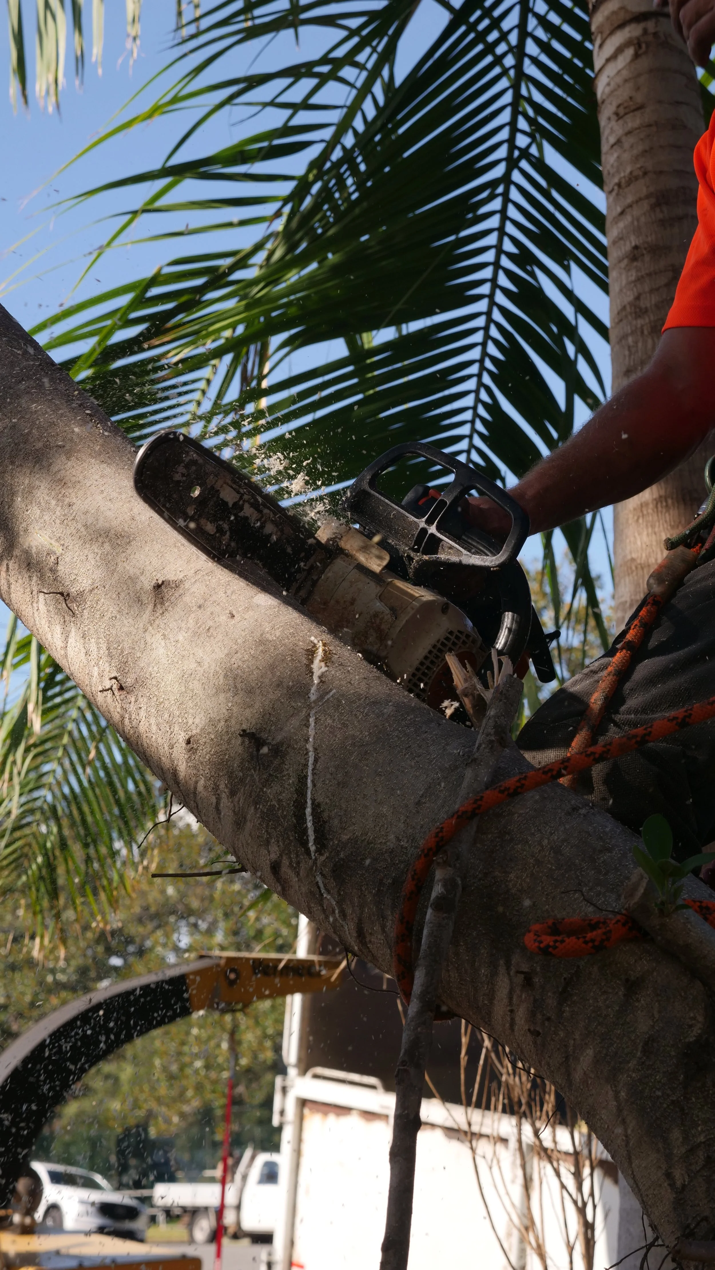 A person using a chainsaw to cut a tree branch high in the air, with palm leaves and a blue sky in the background.