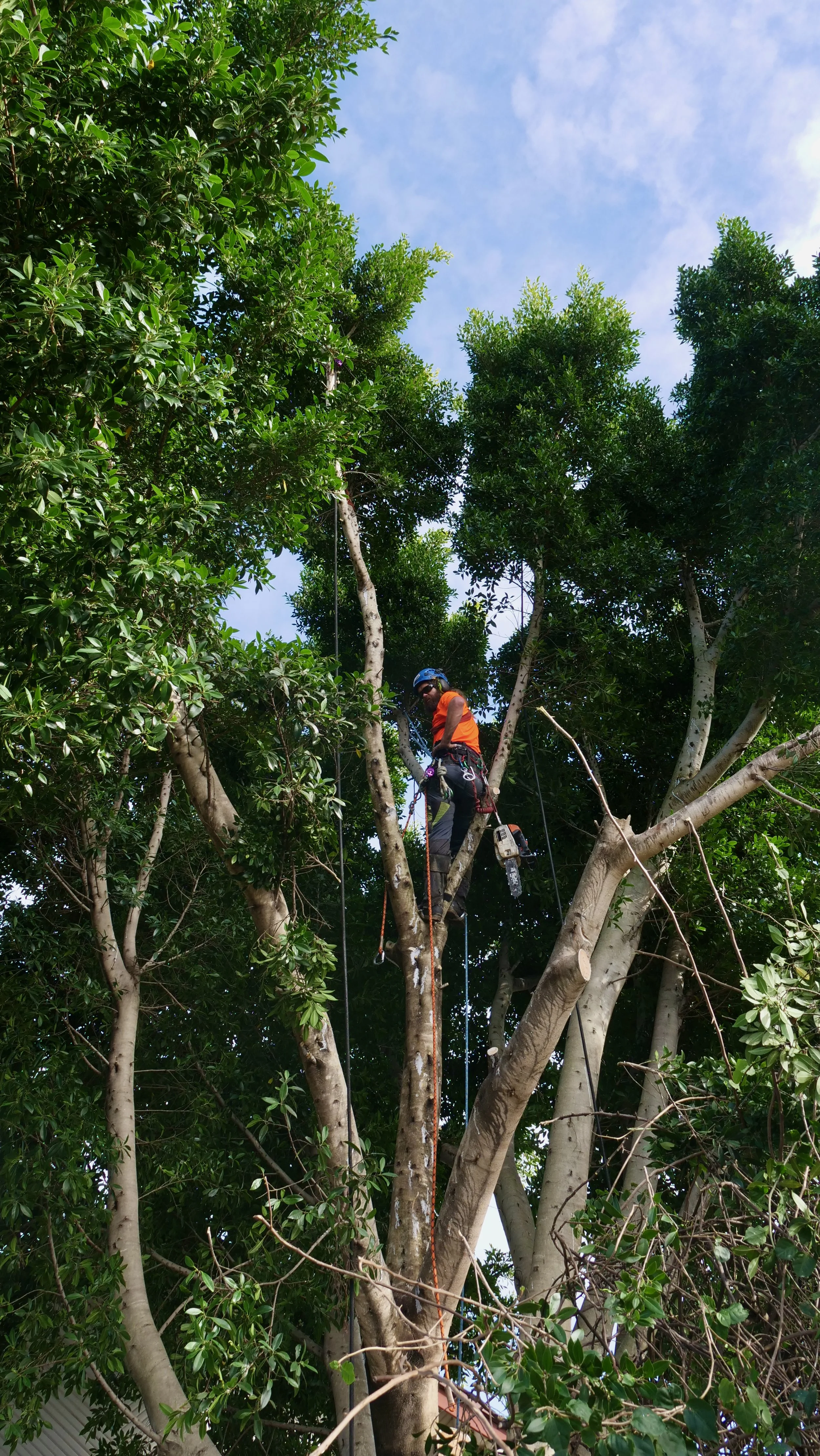Tree Removal Newcastle, Safe and Experienced Team of Arborists, Balanced Tree Care