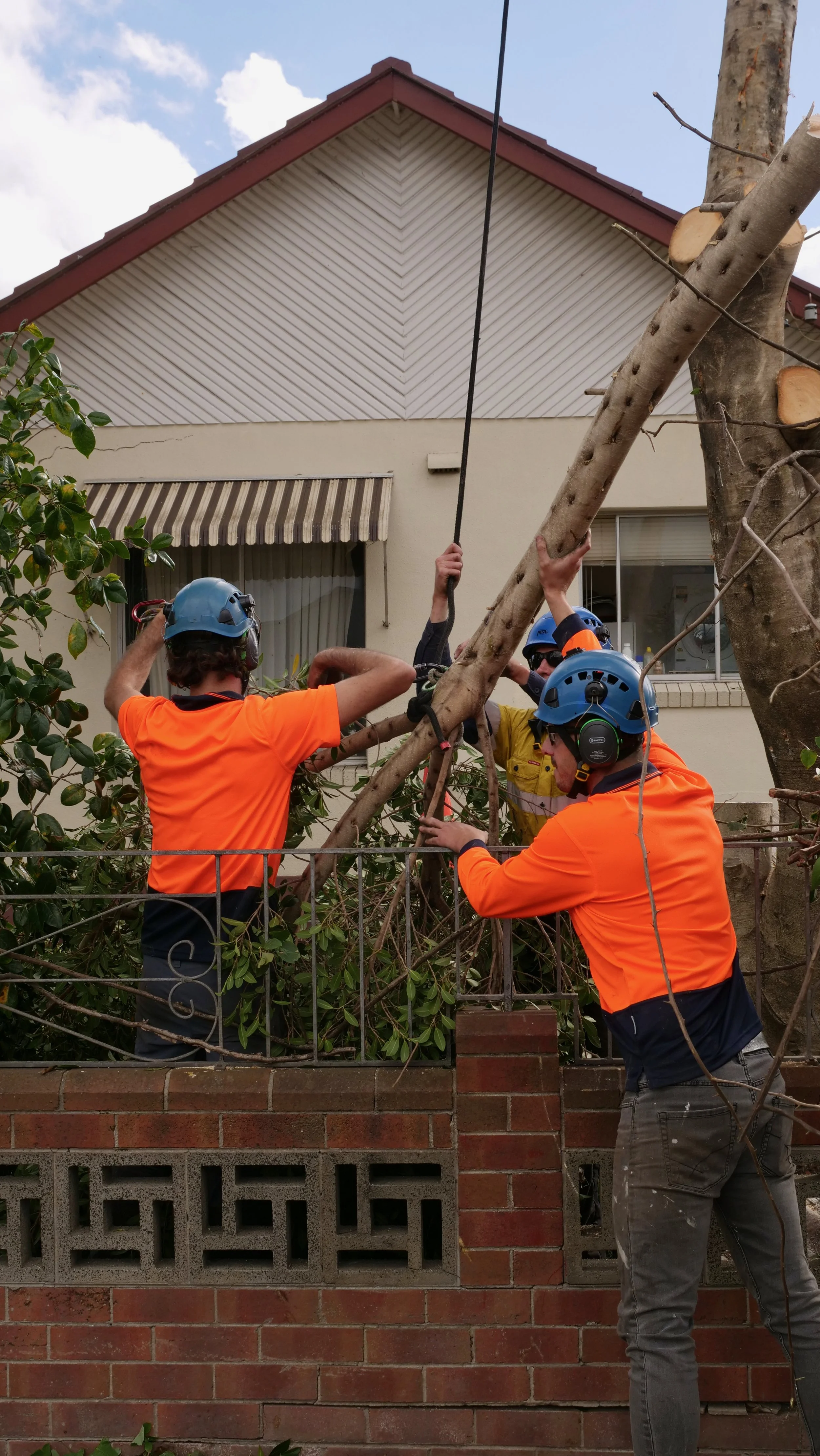 Tree Removal Newcastle, Safe and Experienced Team of Arborists, Balanced Tree Care
