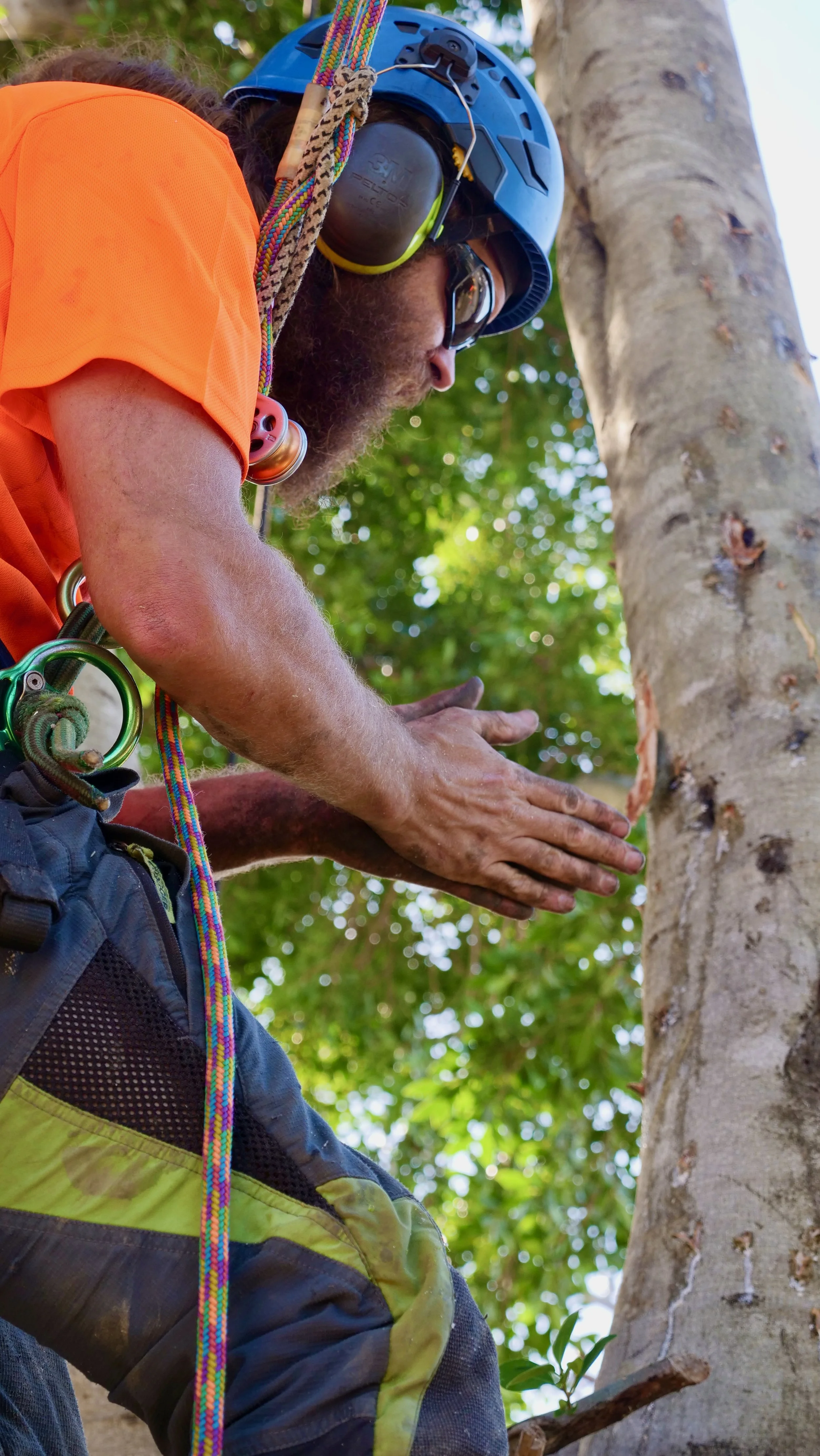 Arborist Newcastle Climbing, Tree Removal