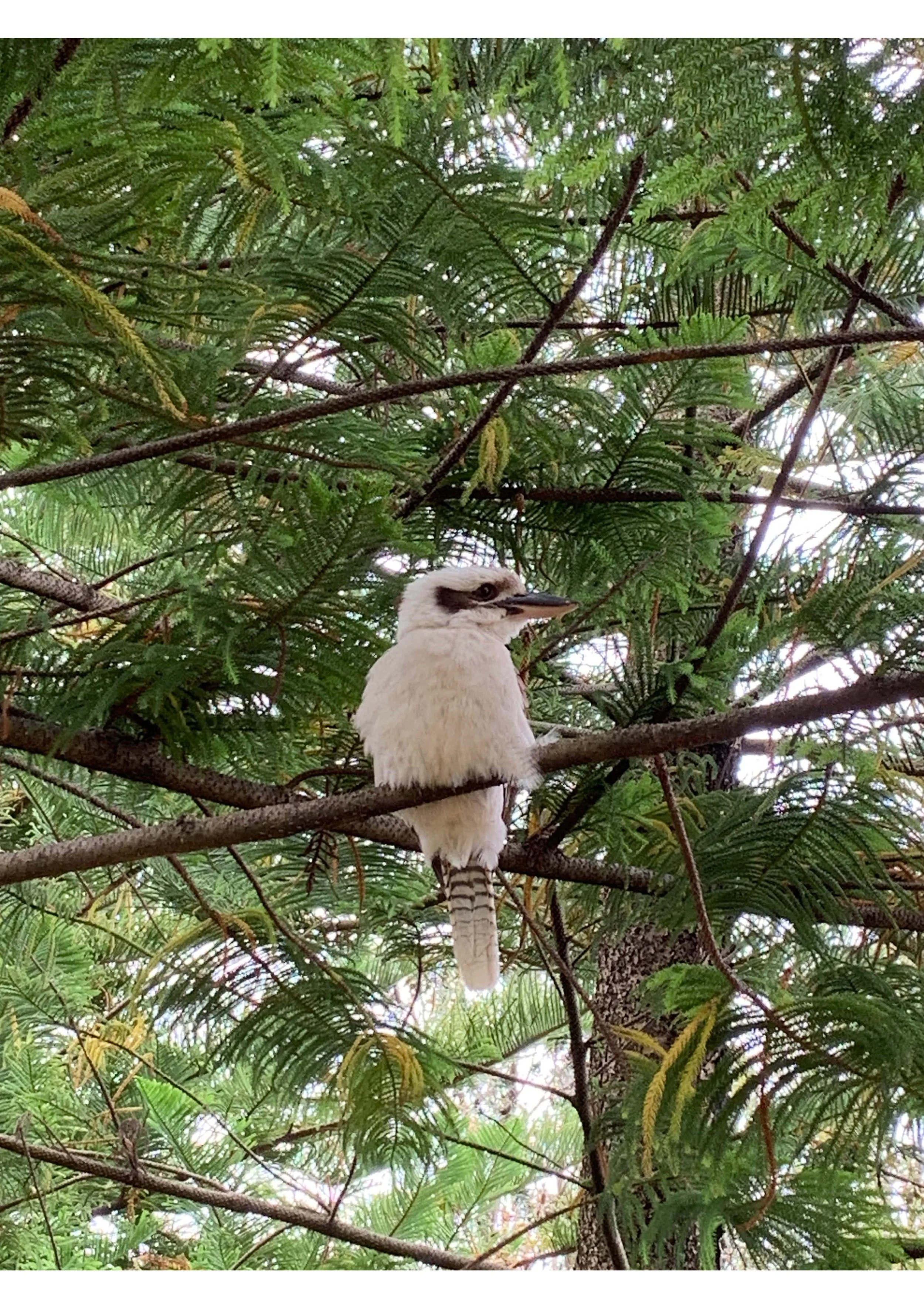 A kookaburra bird sitting on a branch amidst green pine tree foliage.